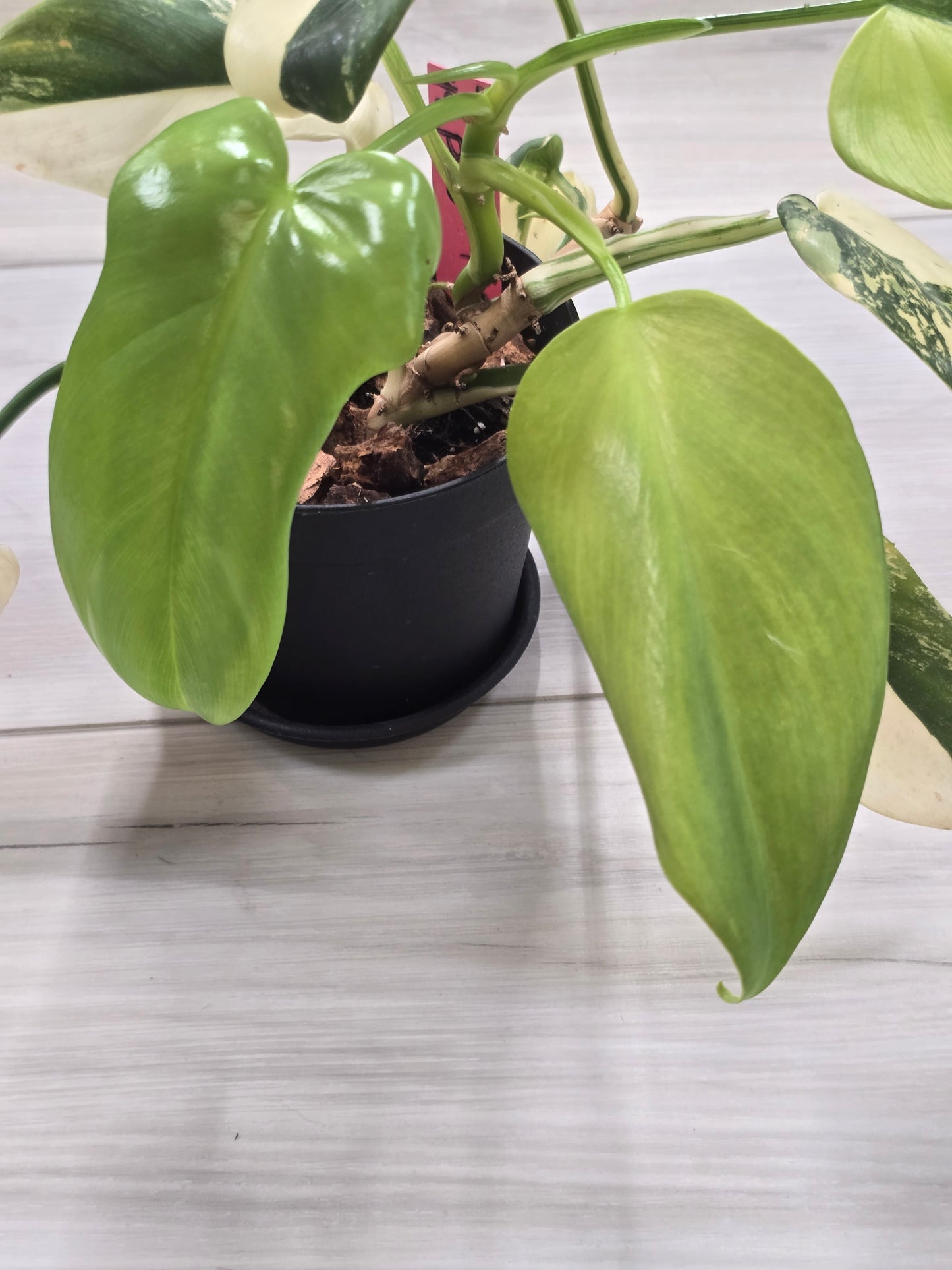 Philodendron Bipennifolium Variegated #49