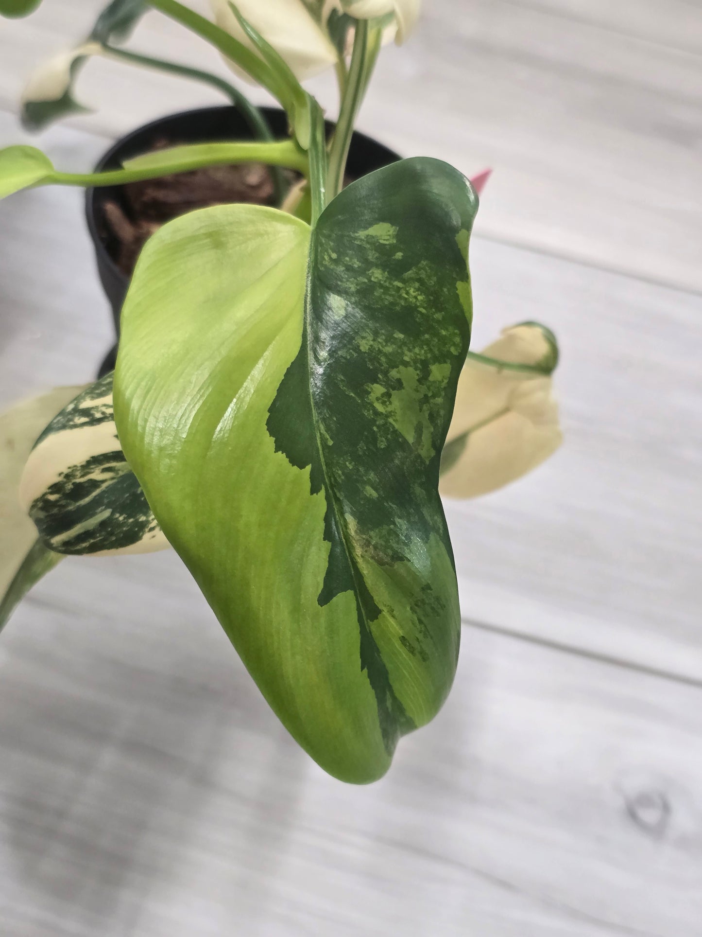 Philodendron Bipennifolium Variegated #49