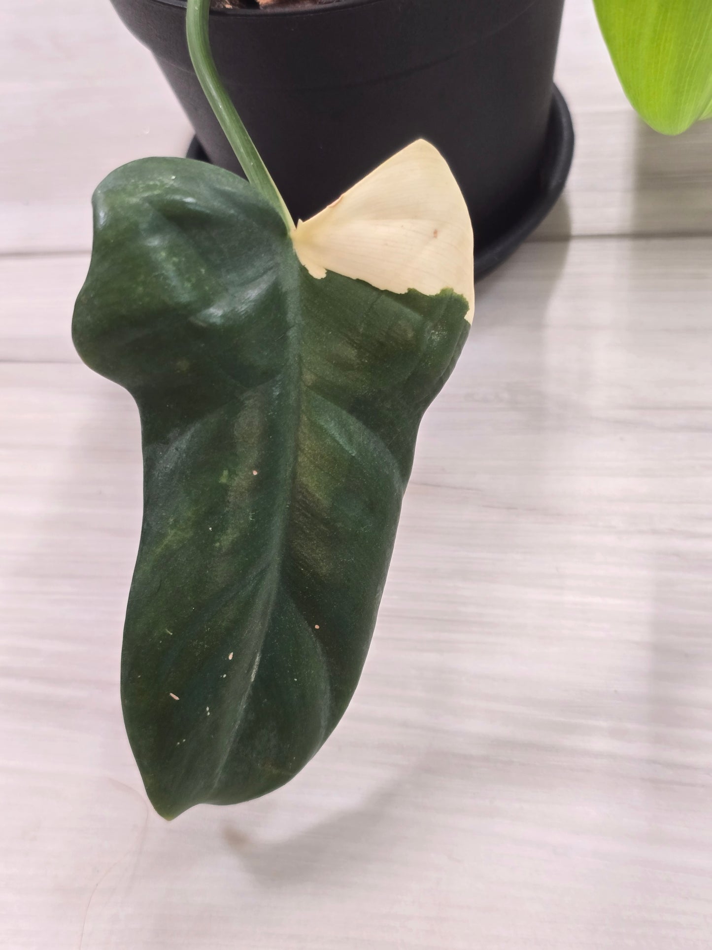 Philodendron Bipennifolium Variegated #49