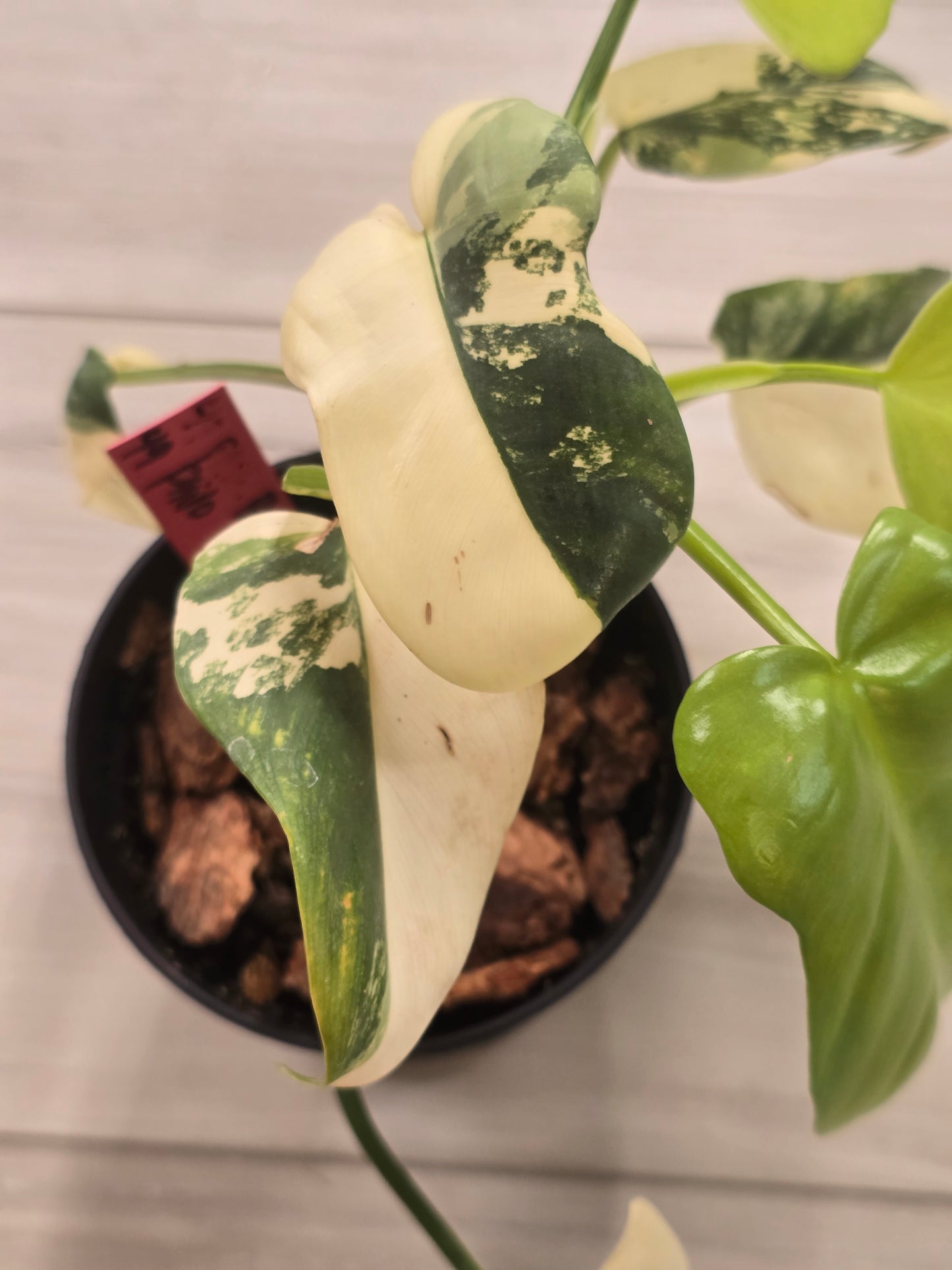 Philodendron Bipennifolium Variegated #49