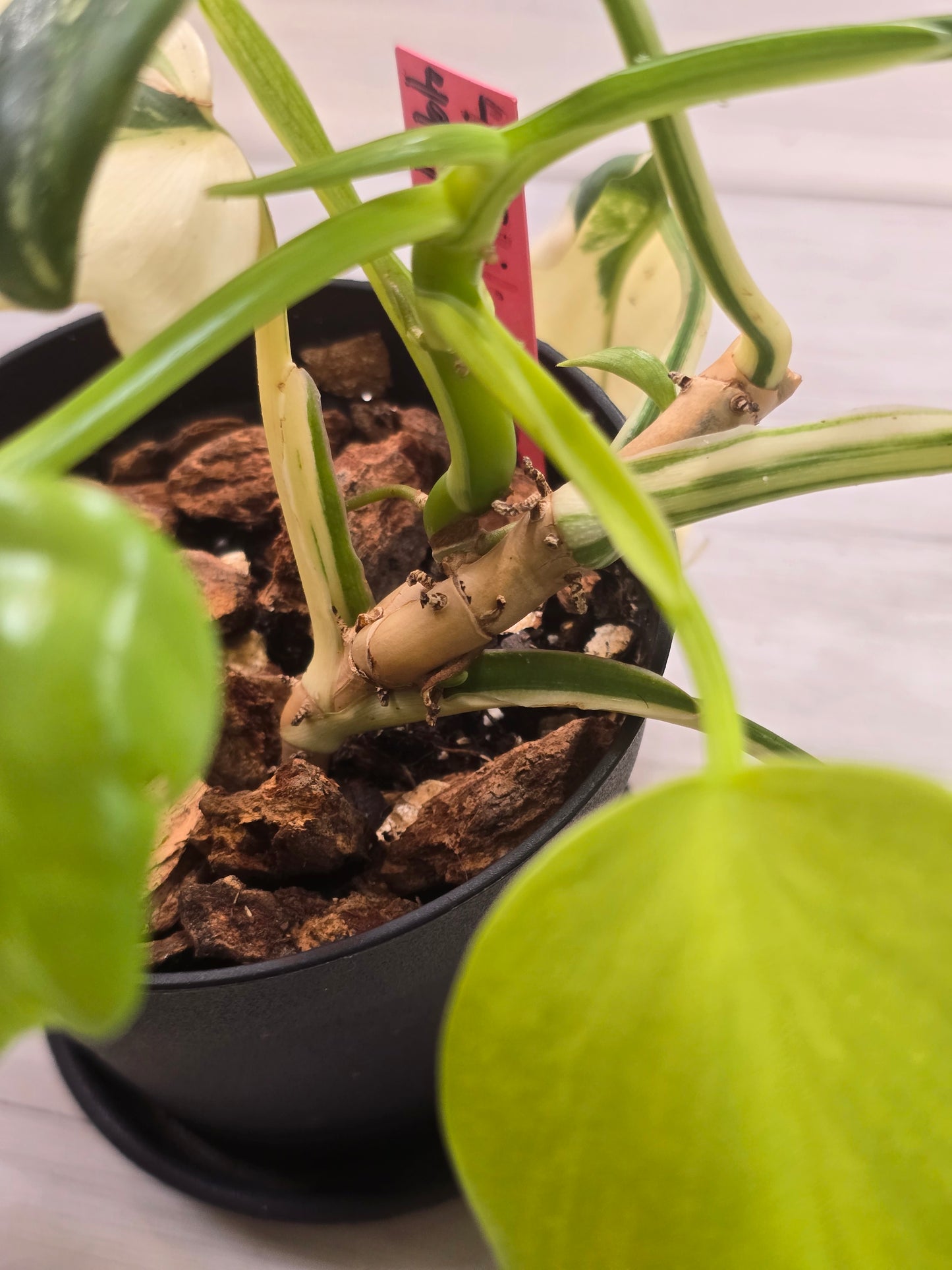 Philodendron Bipennifolium Variegated #49