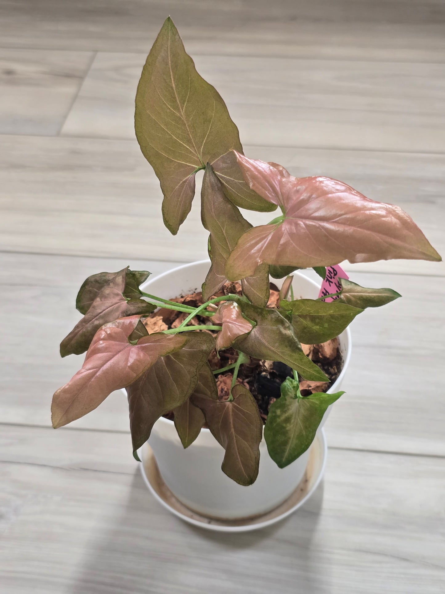 Syngonium Pink Perfection #314