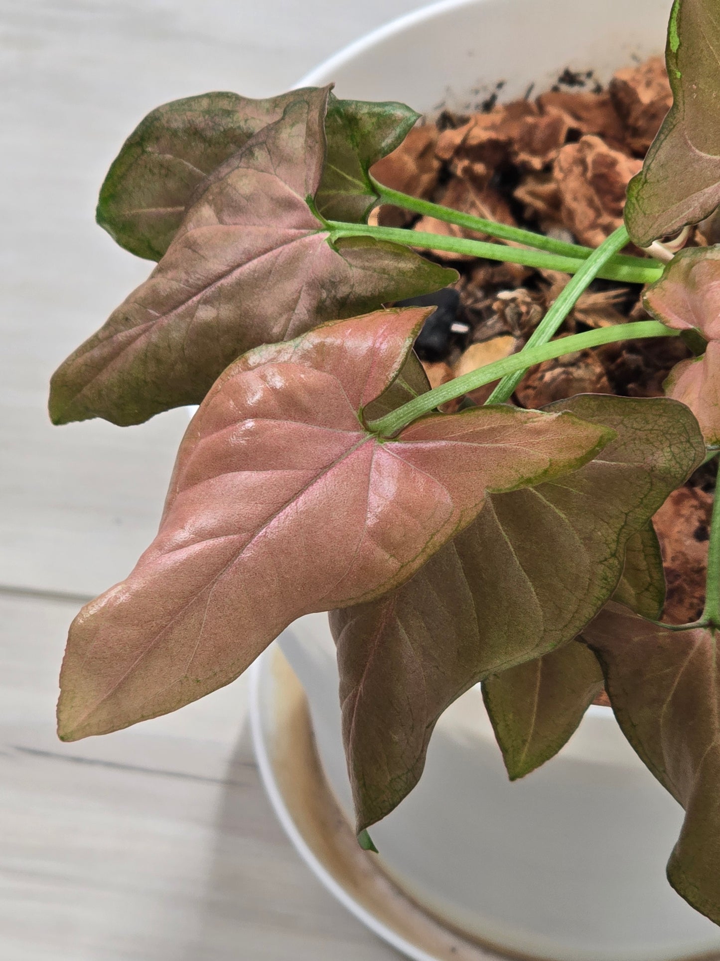 Syngonium Pink Perfection #314