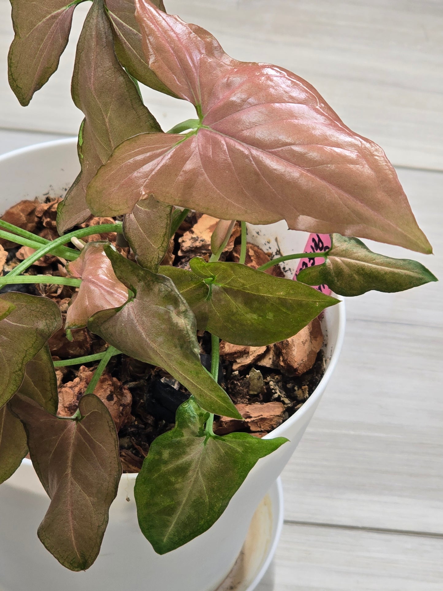 Syngonium Pink Perfection #314