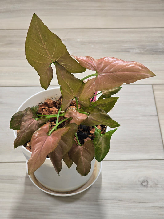 Syngonium Pink Perfection #314