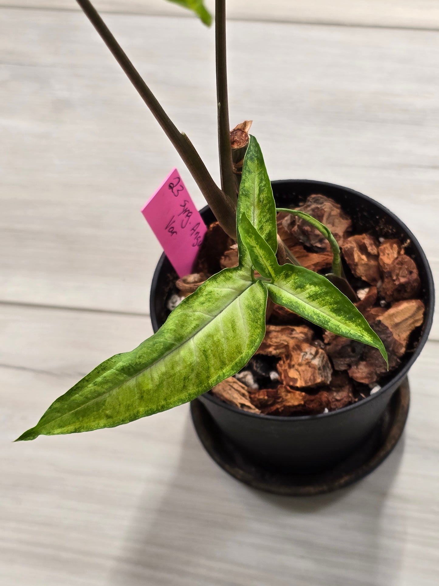Syngonium Angustatum Variegated #23