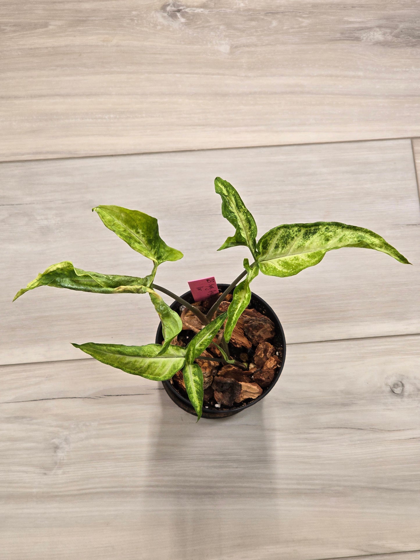 Syngonium Angustatum Variegated #23