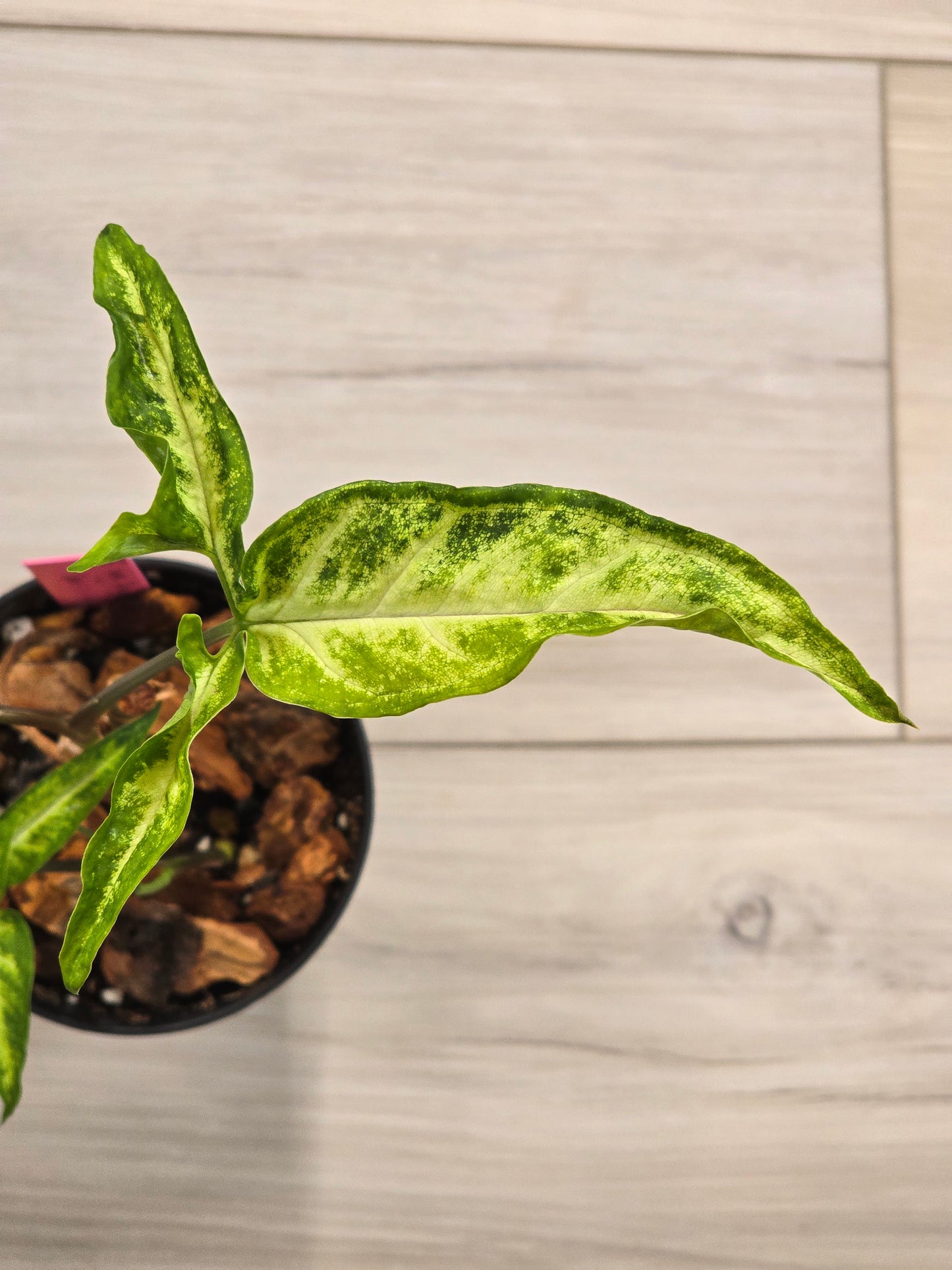 Syngonium Angustatum Variegated #23