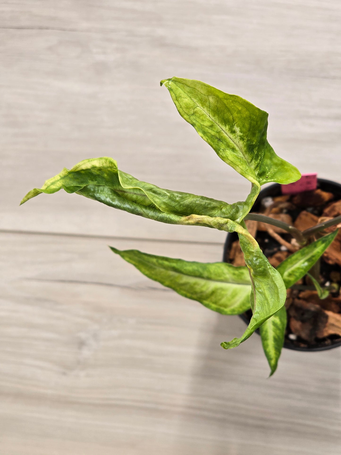 Syngonium Angustatum Variegated #23