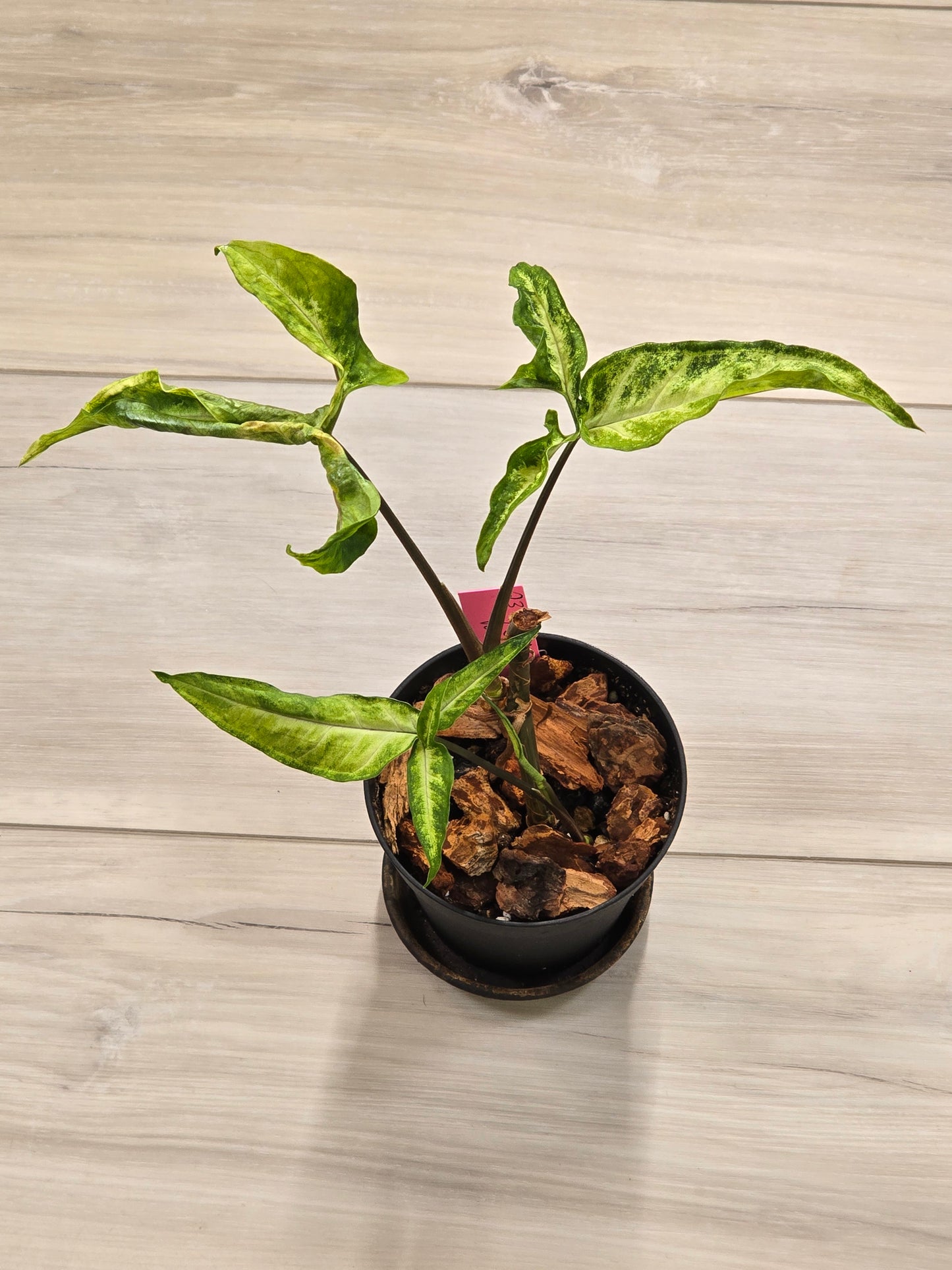 Syngonium Angustatum Variegated #23