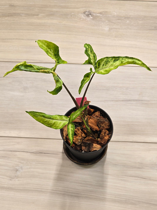 Syngonium Angustatum Variegated #23