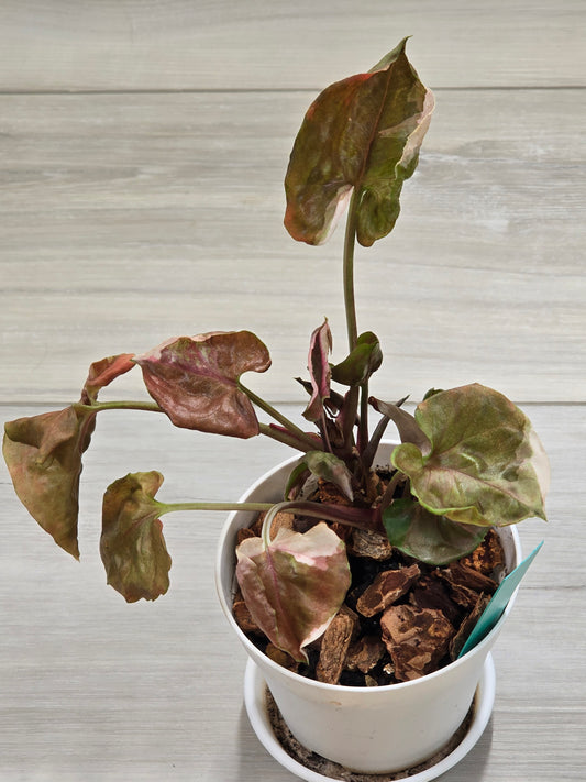 Syngonium Strawberry Ice Galaxy #12
