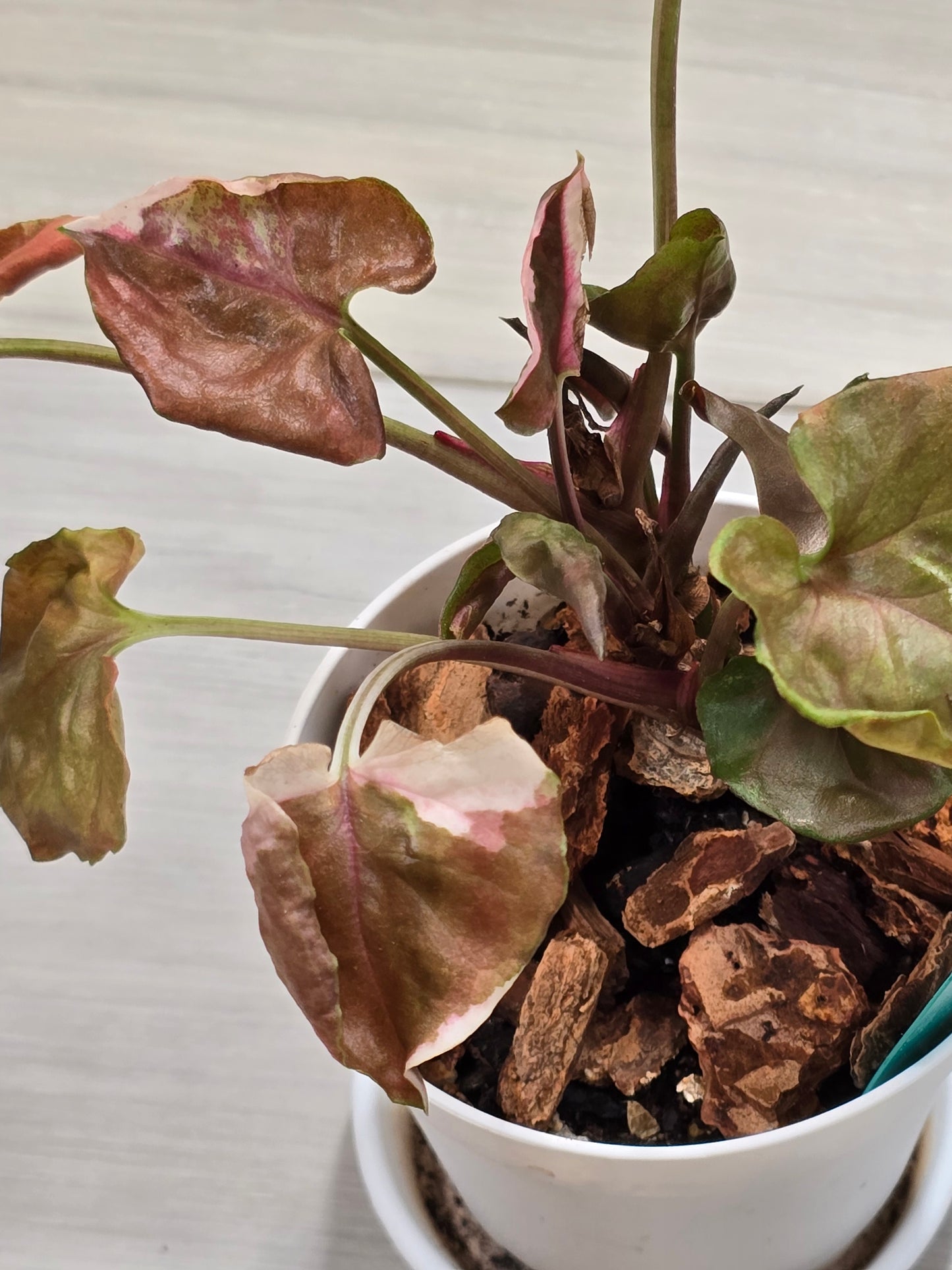 Syngonium Strawberry Ice Galaxy #12