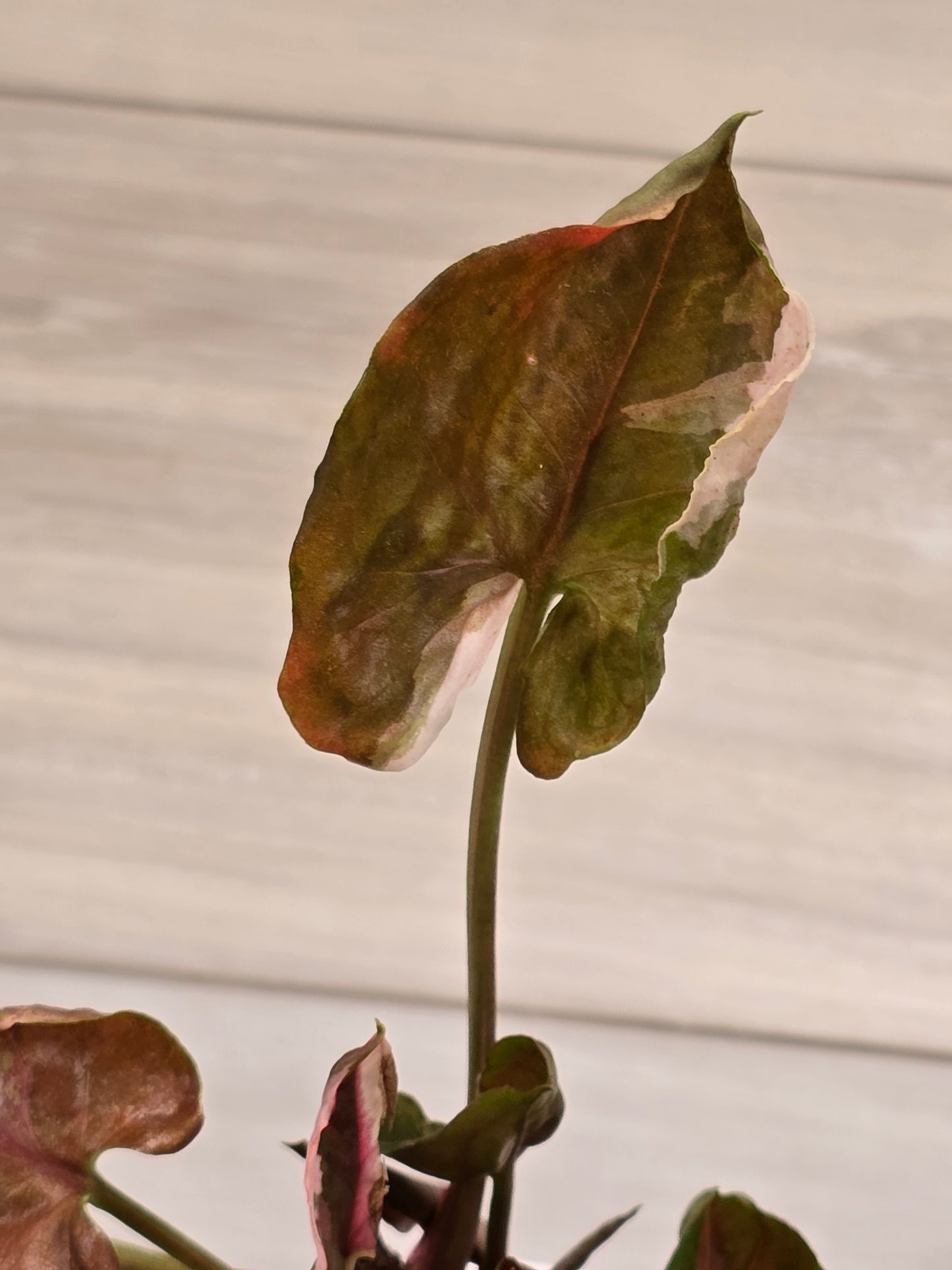 Syngonium Strawberry Ice Galaxy #12
