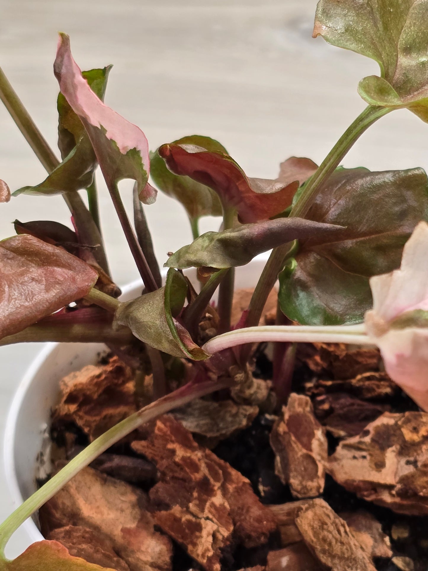 Syngonium Strawberry Ice Galaxy #12