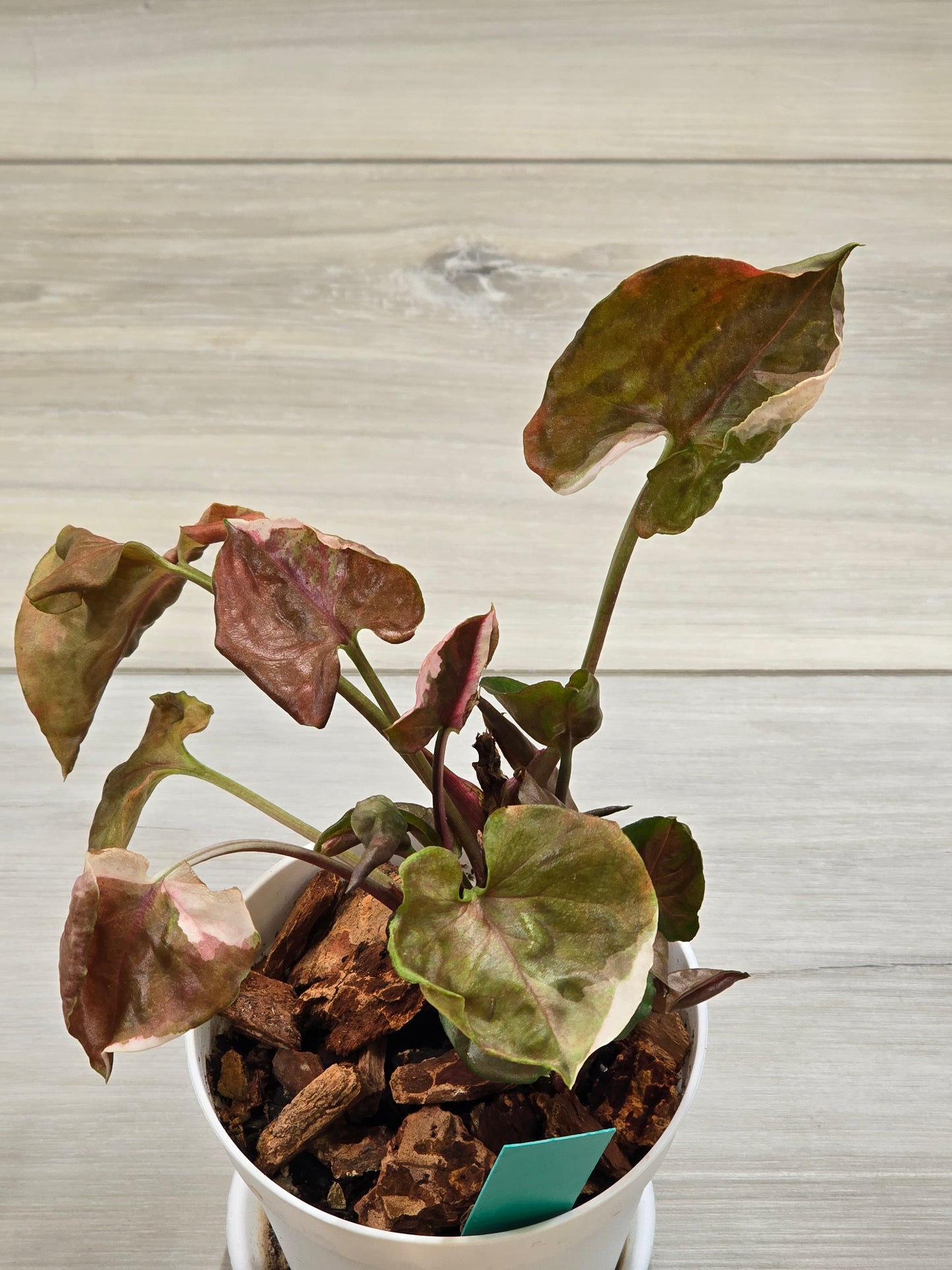 Syngonium Strawberry Ice Galaxy #12