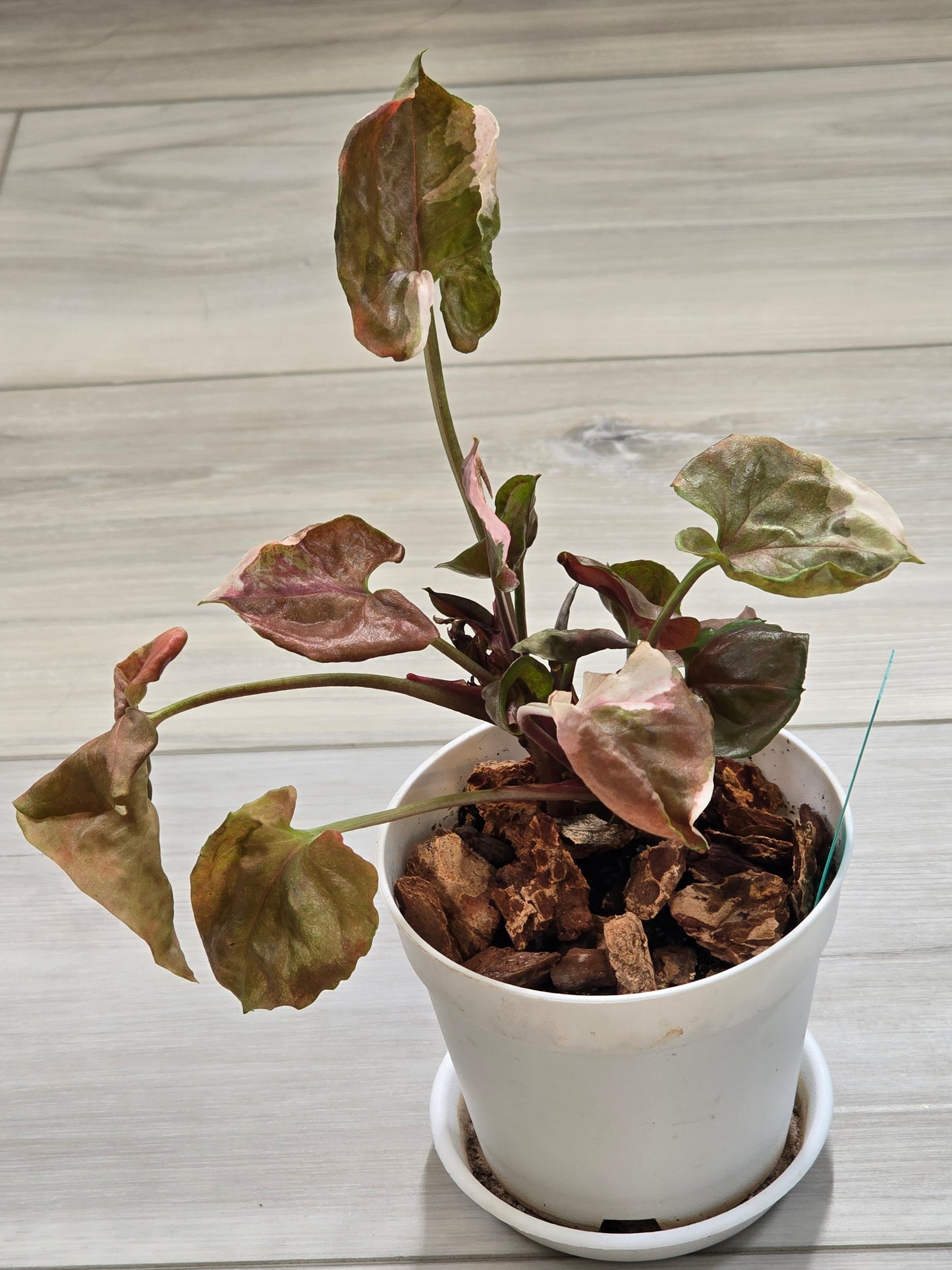 Syngonium Strawberry Ice Galaxy #12