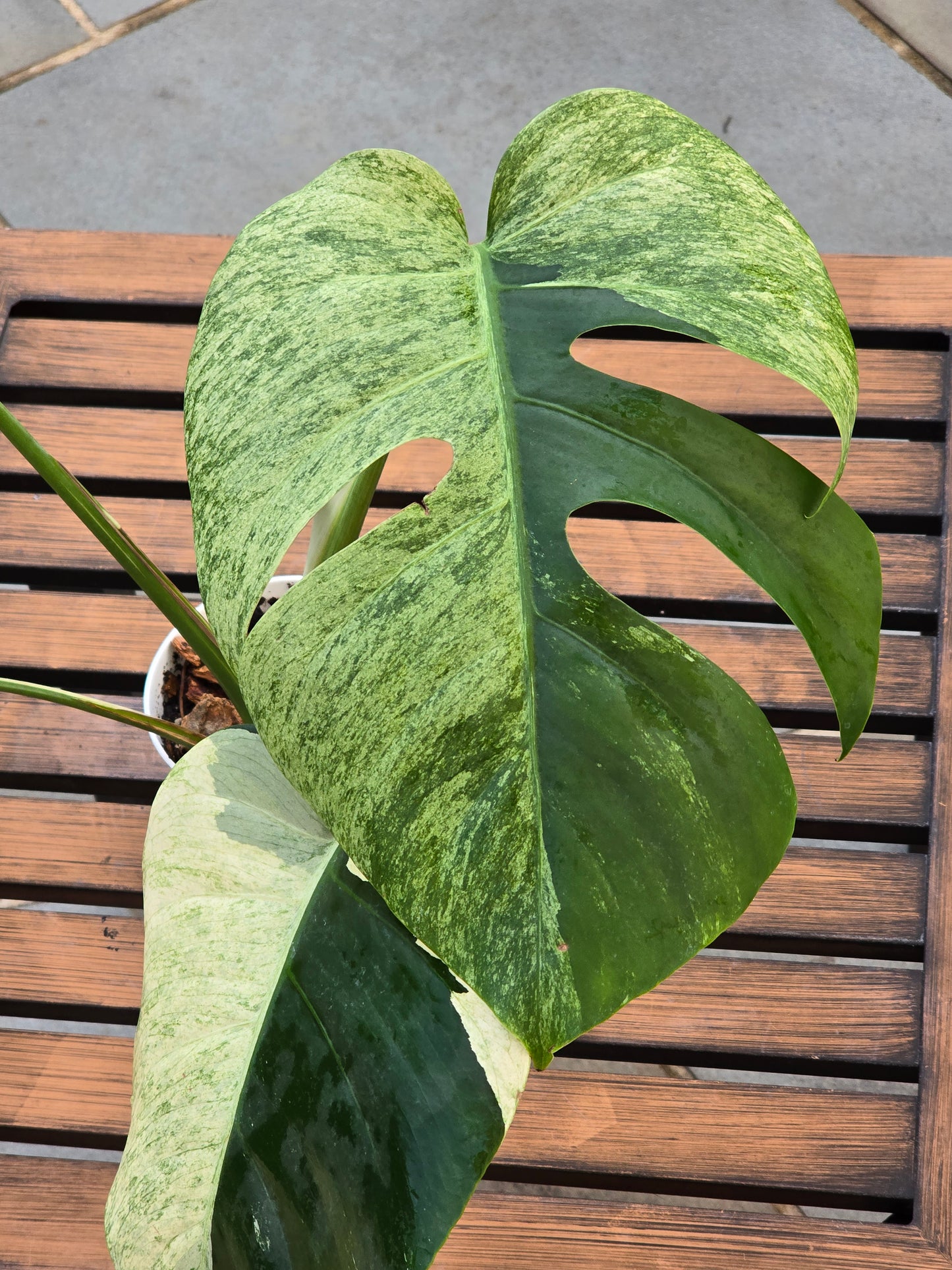 Monstera Jungle Mint NOID #886