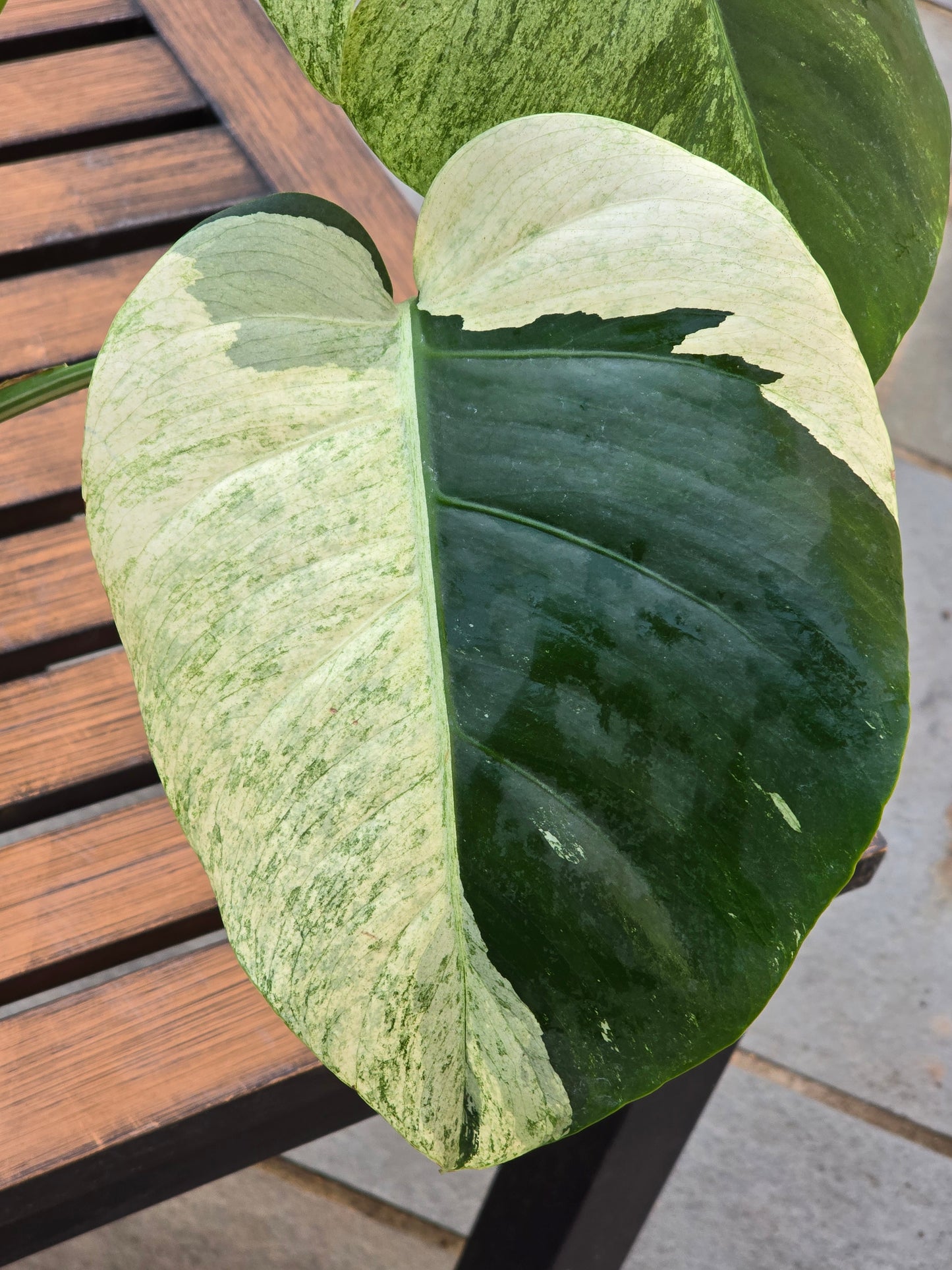 Monstera Jungle Mint NOID #886