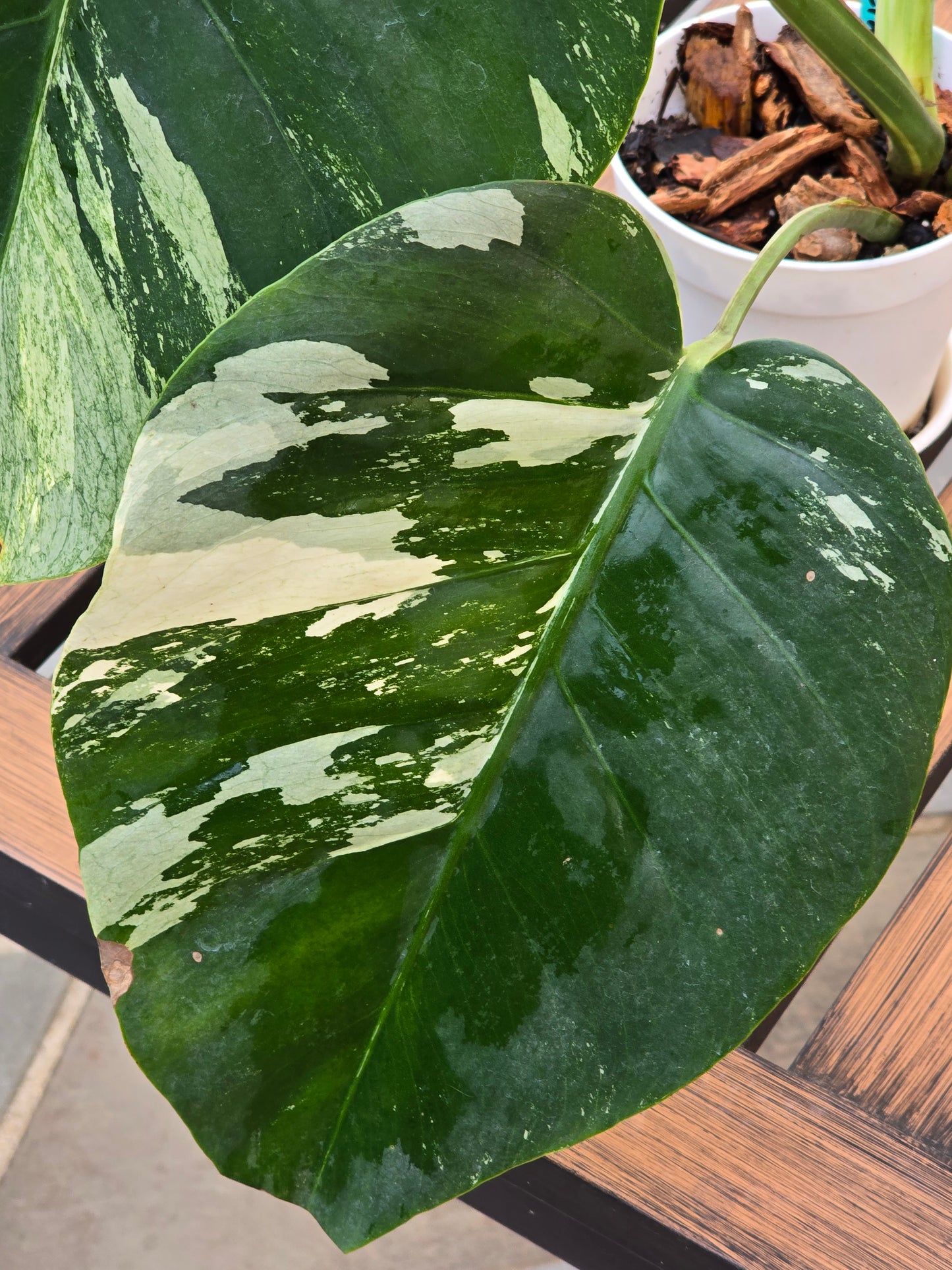 Monstera Jungle Mint NOID #886