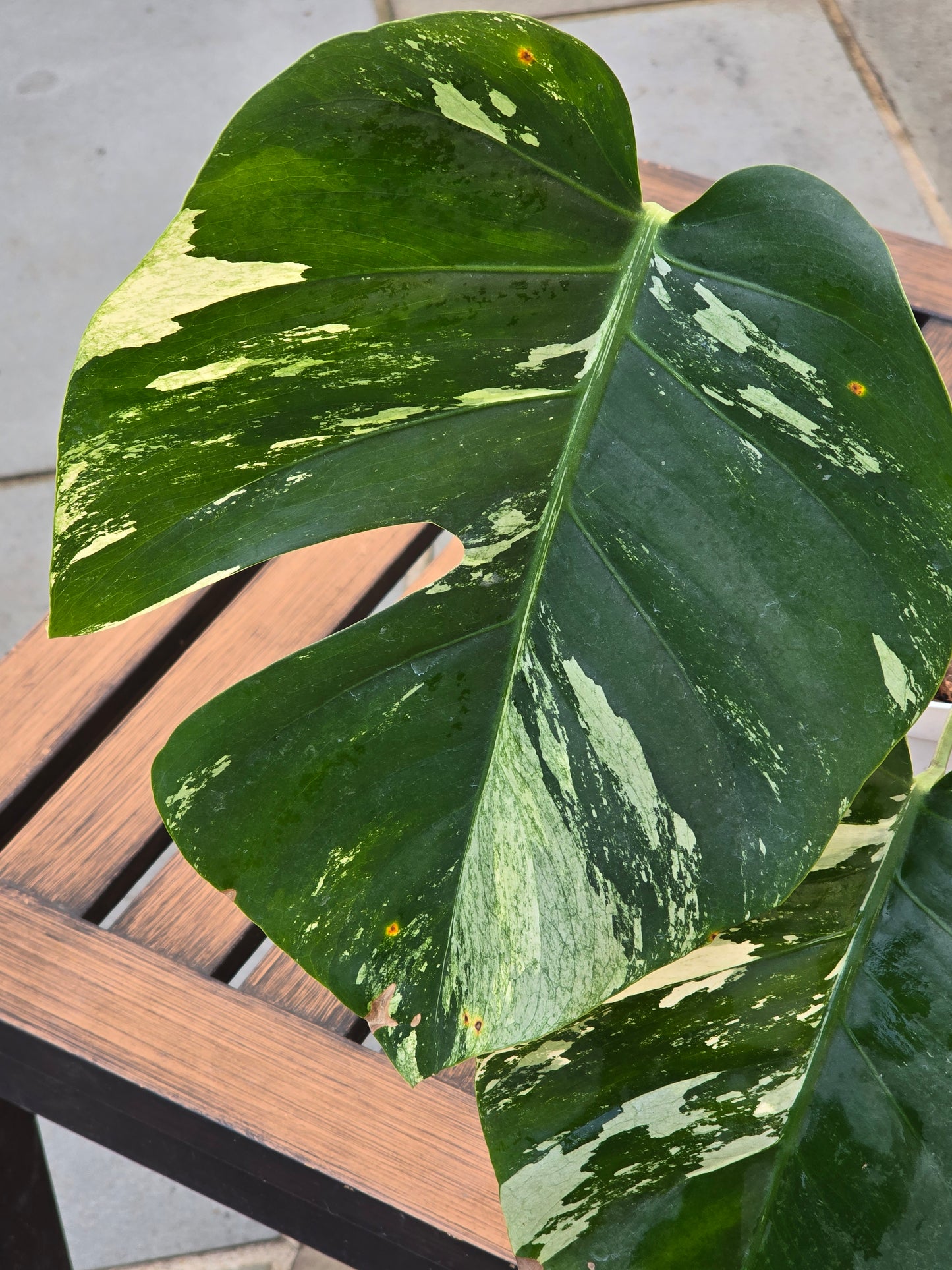 Monstera Jungle Mint NOID #886