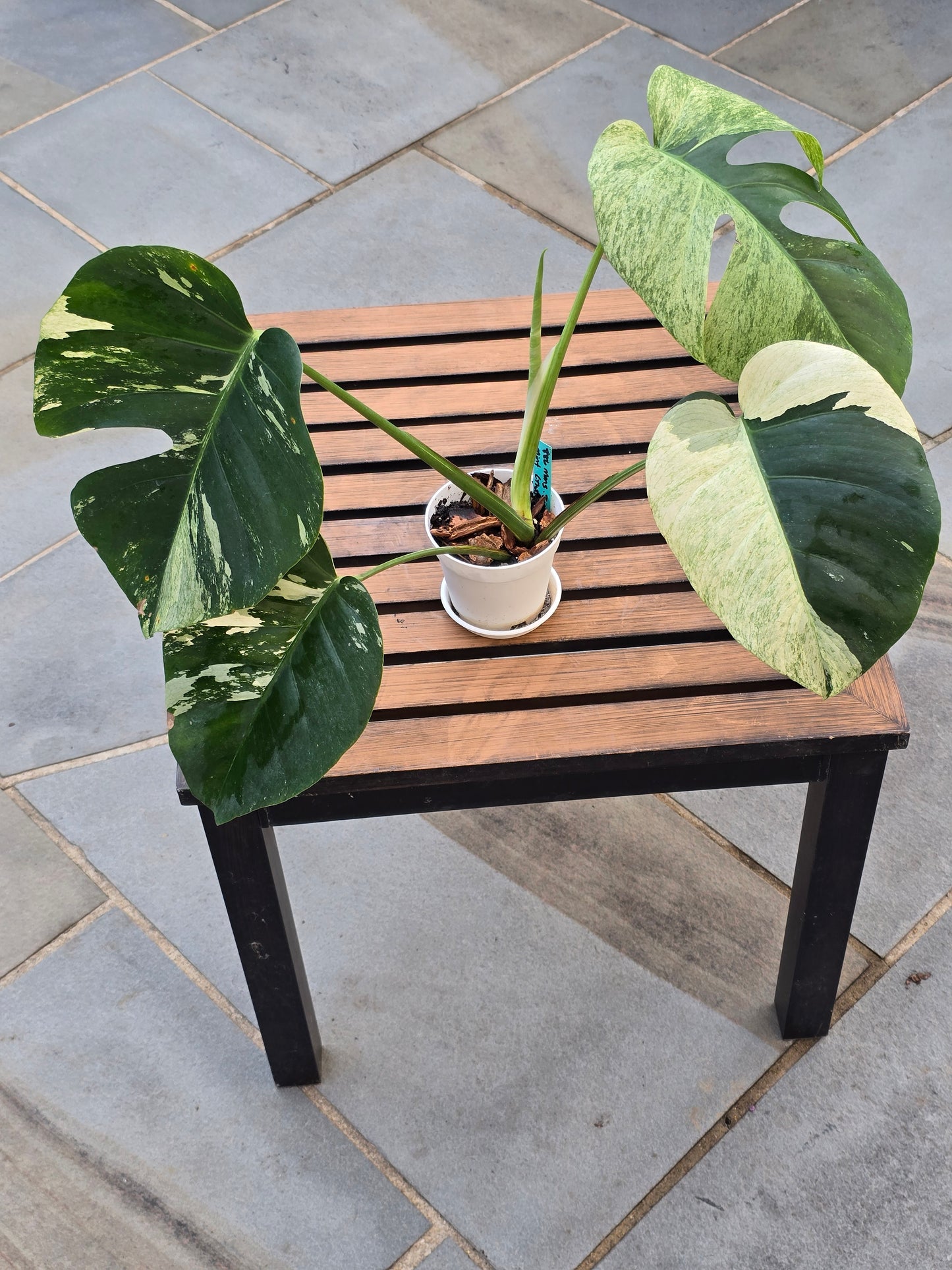 Monstera Jungle Mint NOID #886