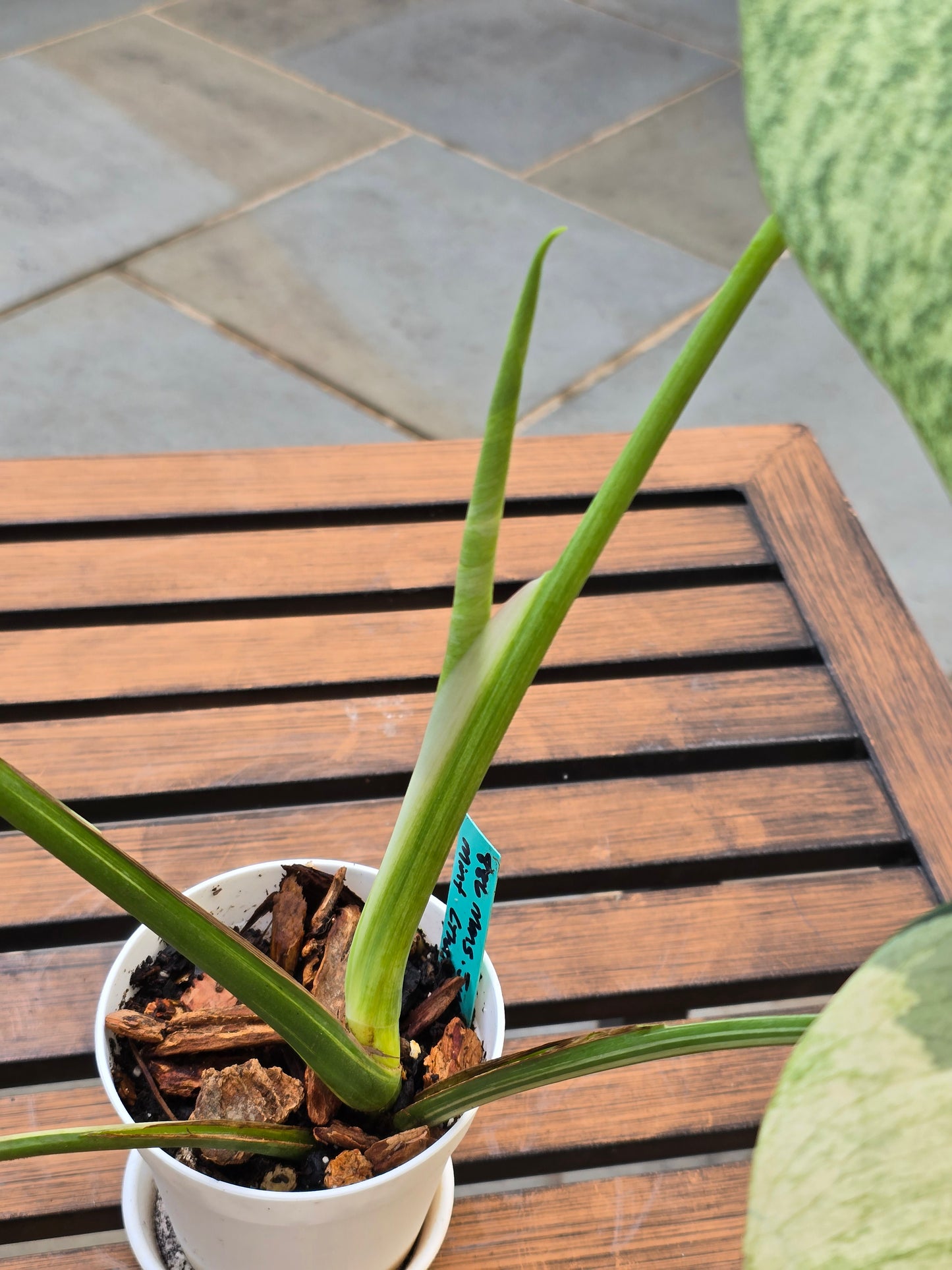 Monstera Jungle Mint NOID #886