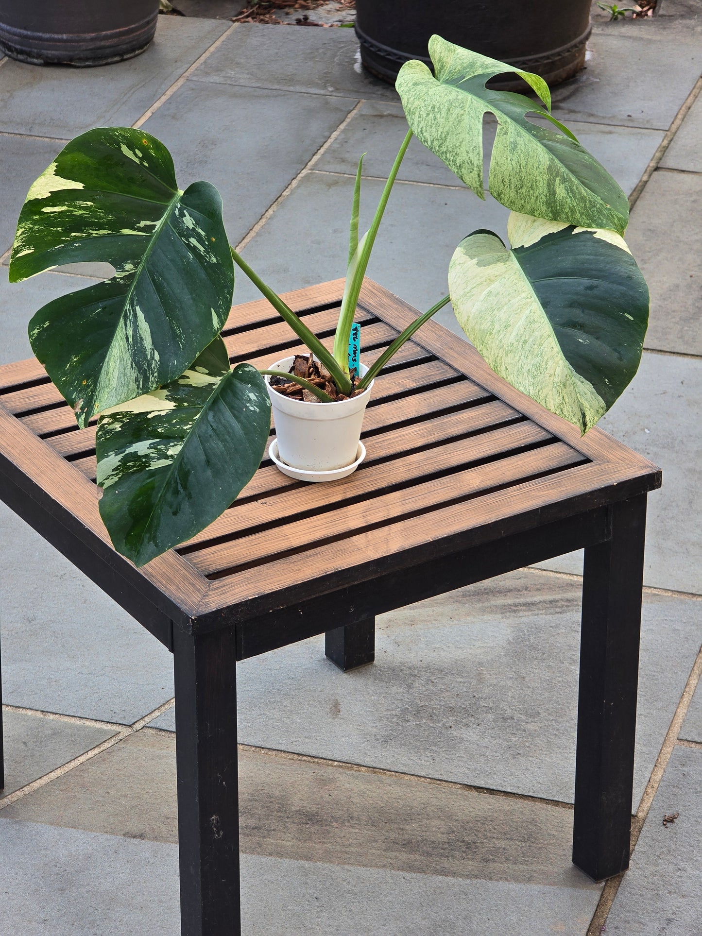 Monstera Jungle Mint NOID #886