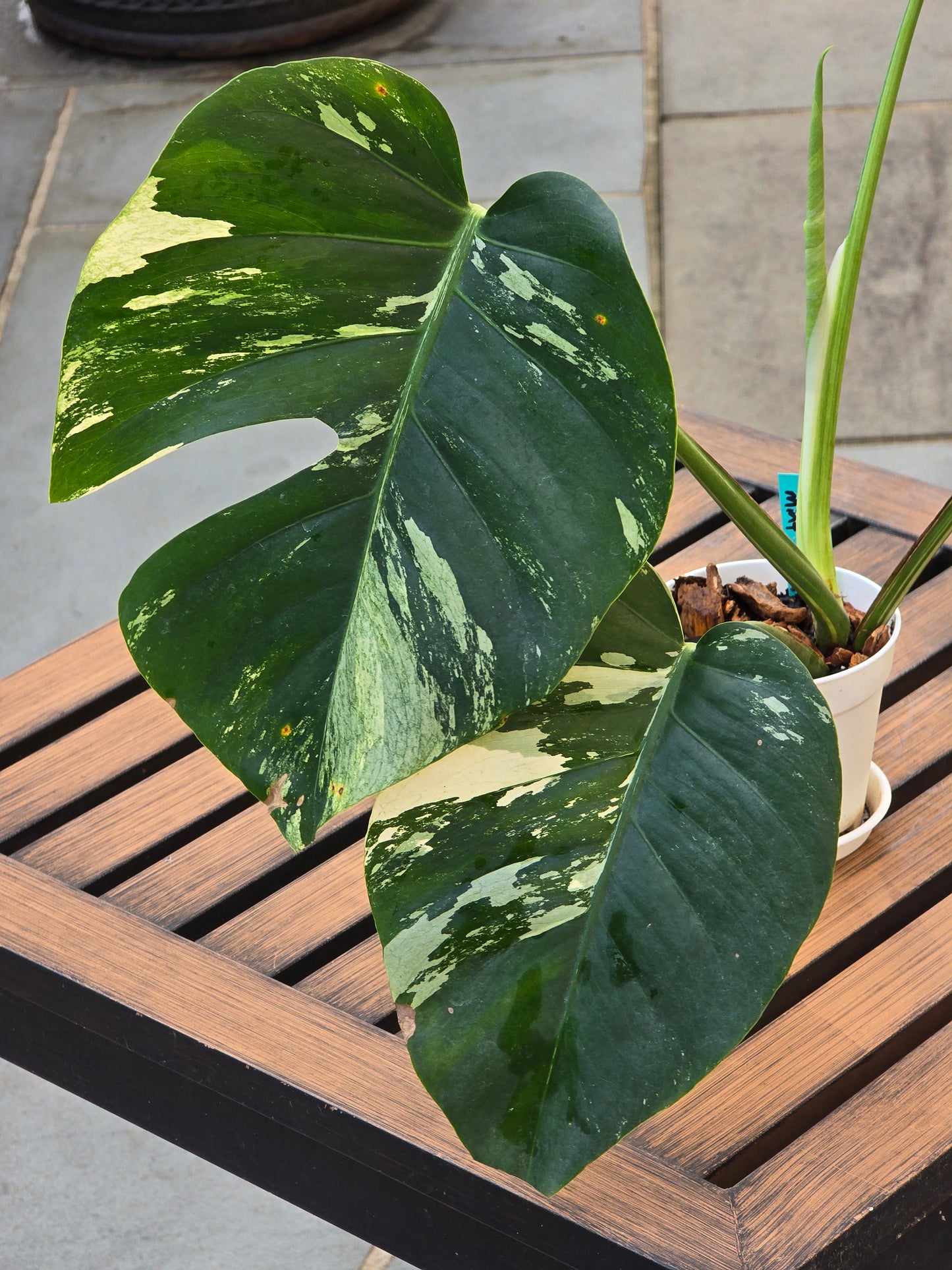 Monstera Jungle Mint NOID #886