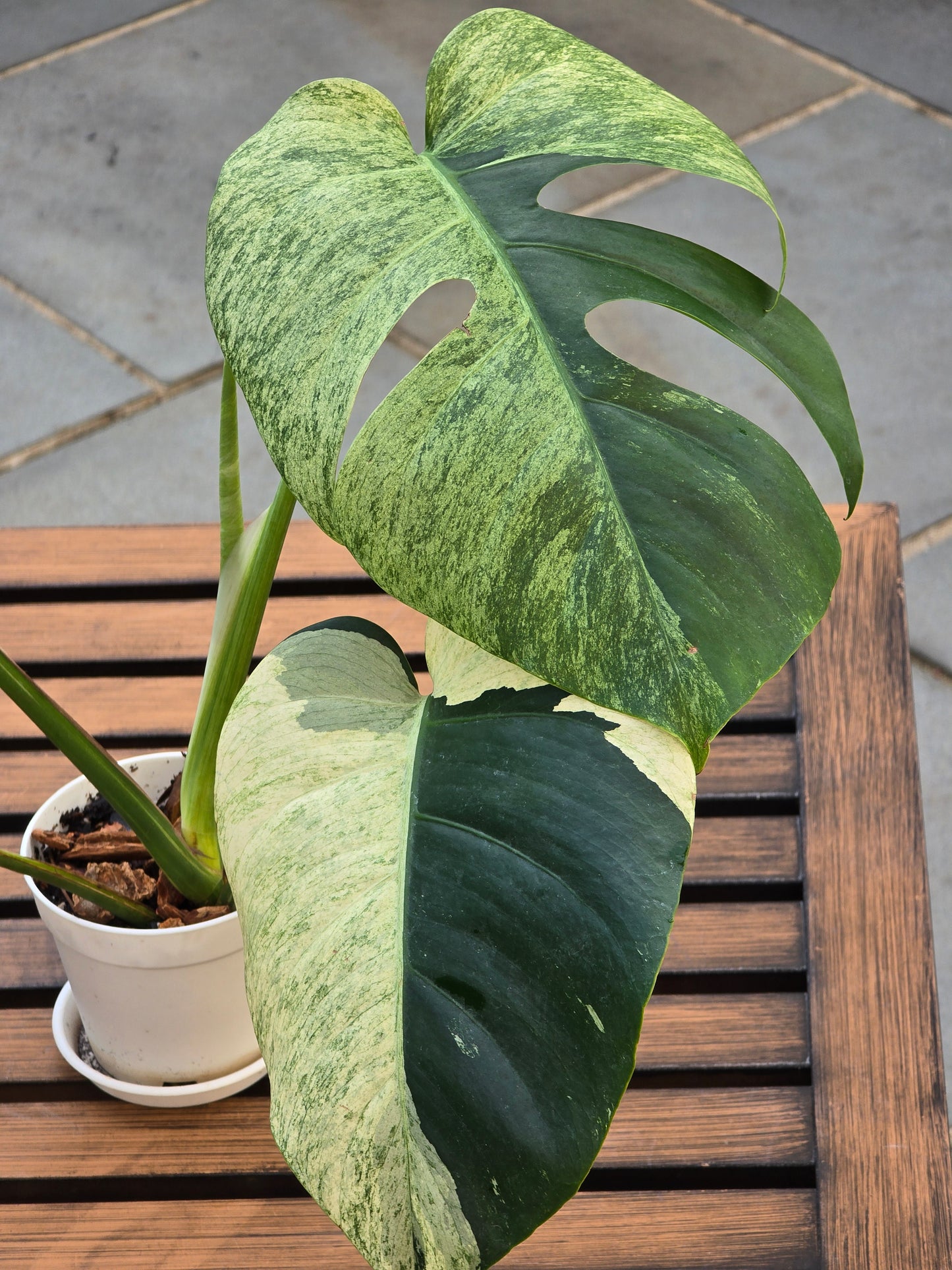 Monstera Jungle Mint NOID #886