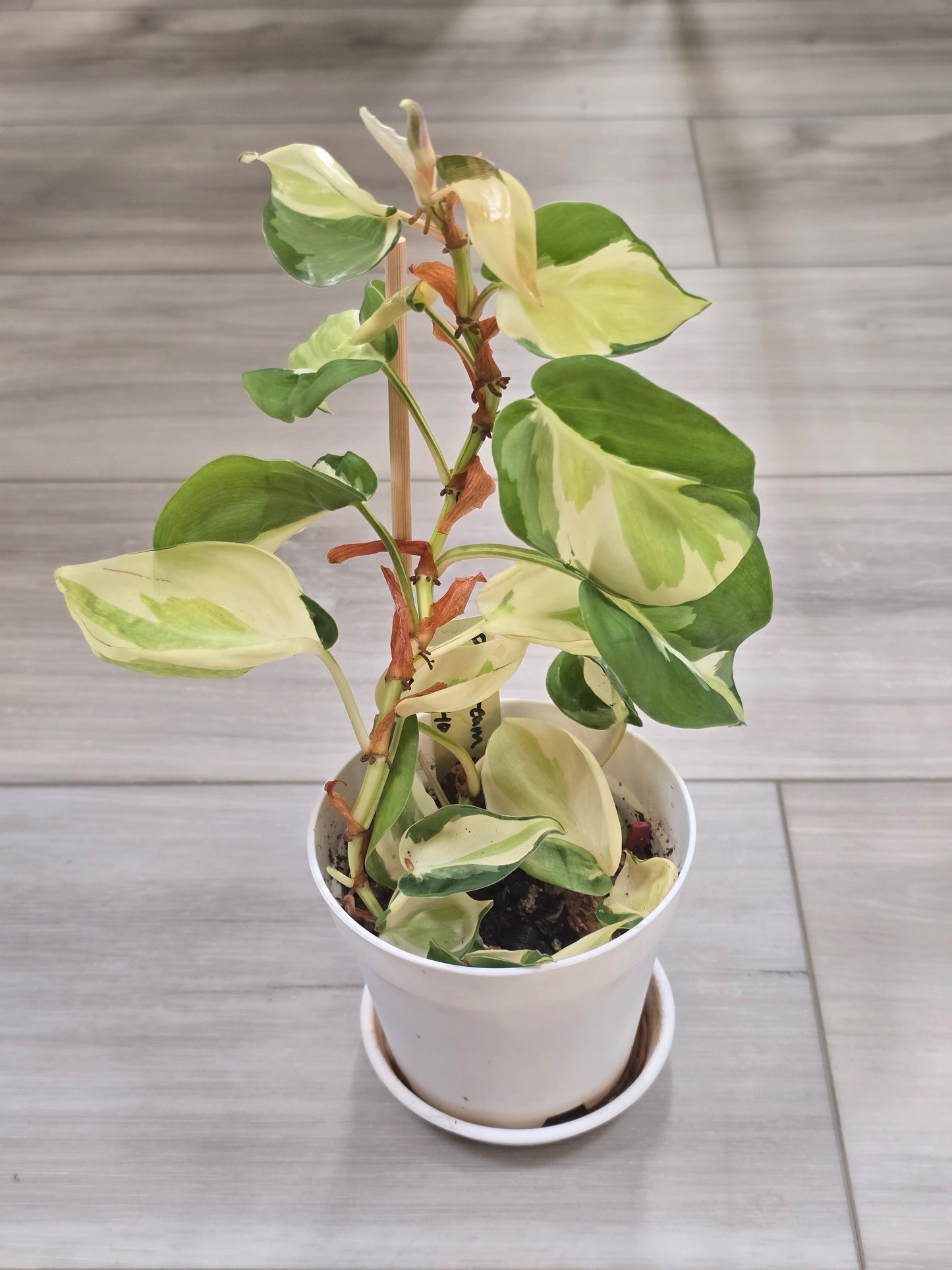 Philodendron Cream Splash #40
