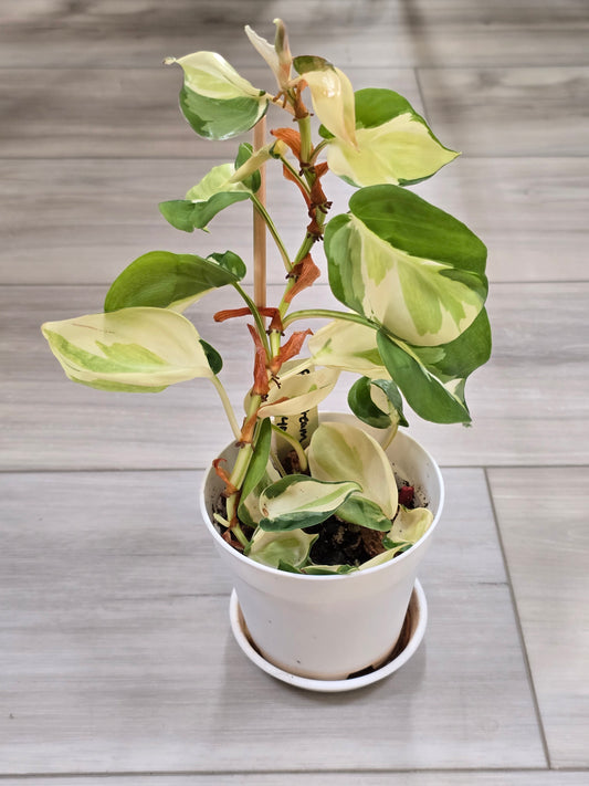 Philodendron Cream Splash #40