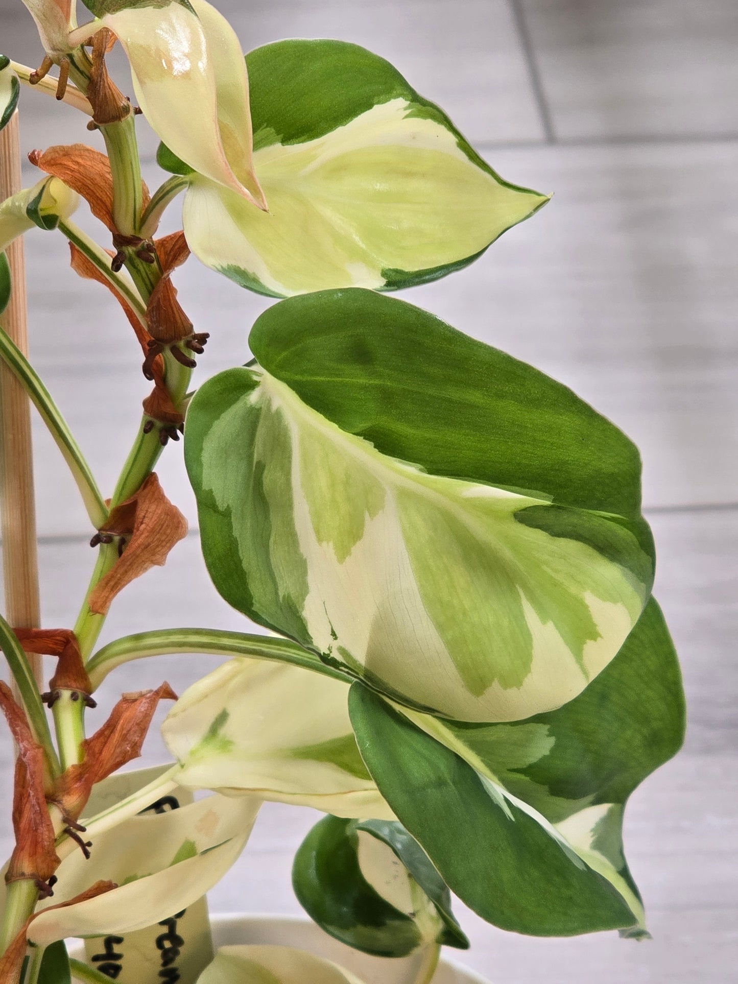 Philodendron Cream Splash #40