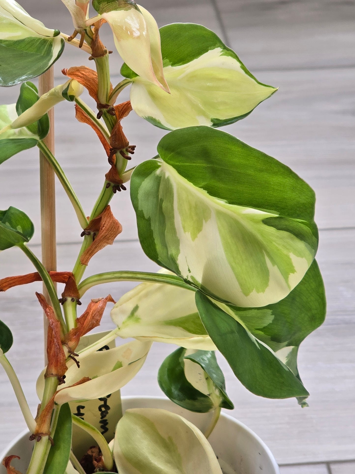 Philodendron Cream Splash #40