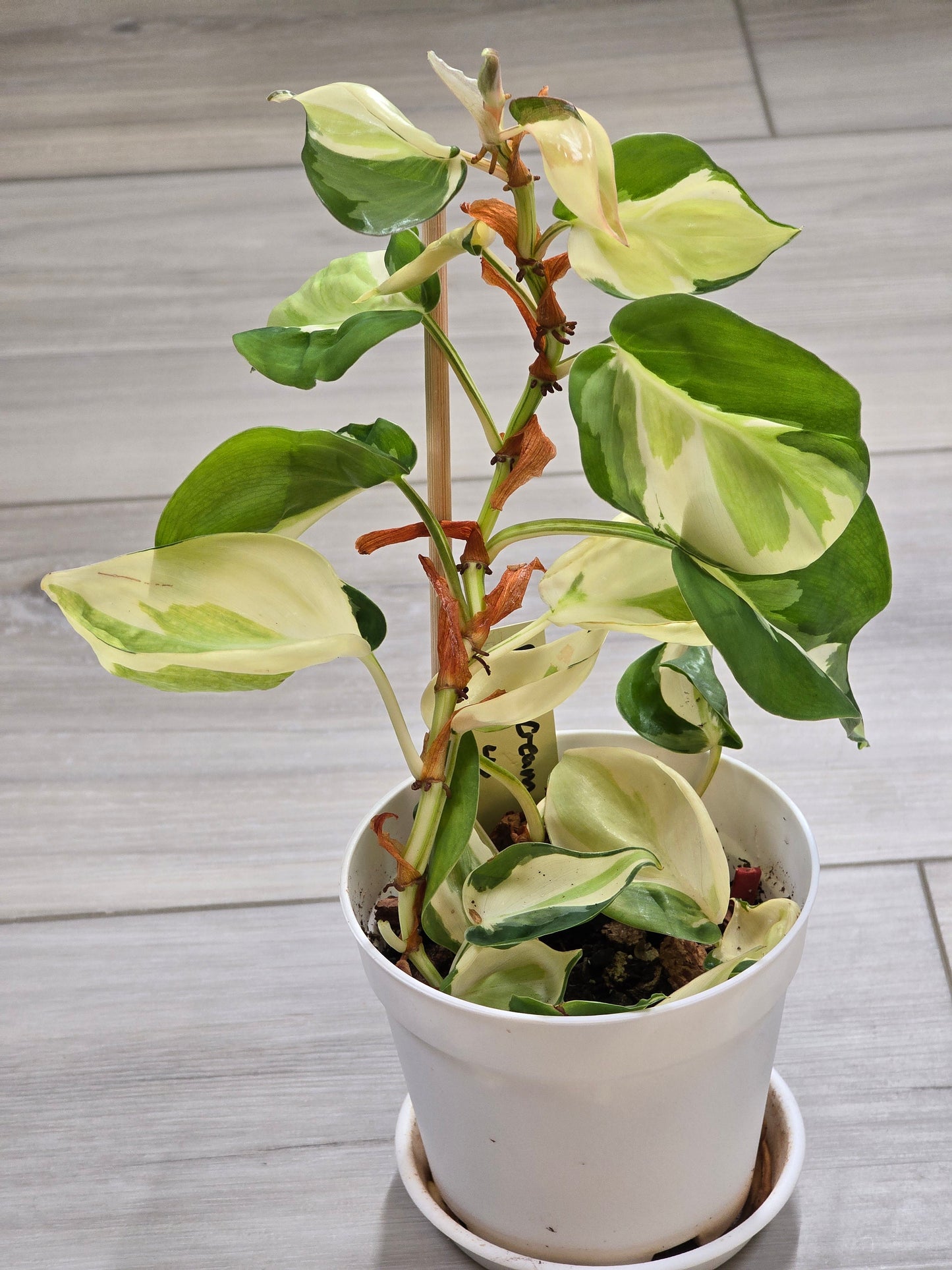 Philodendron Cream Splash #40