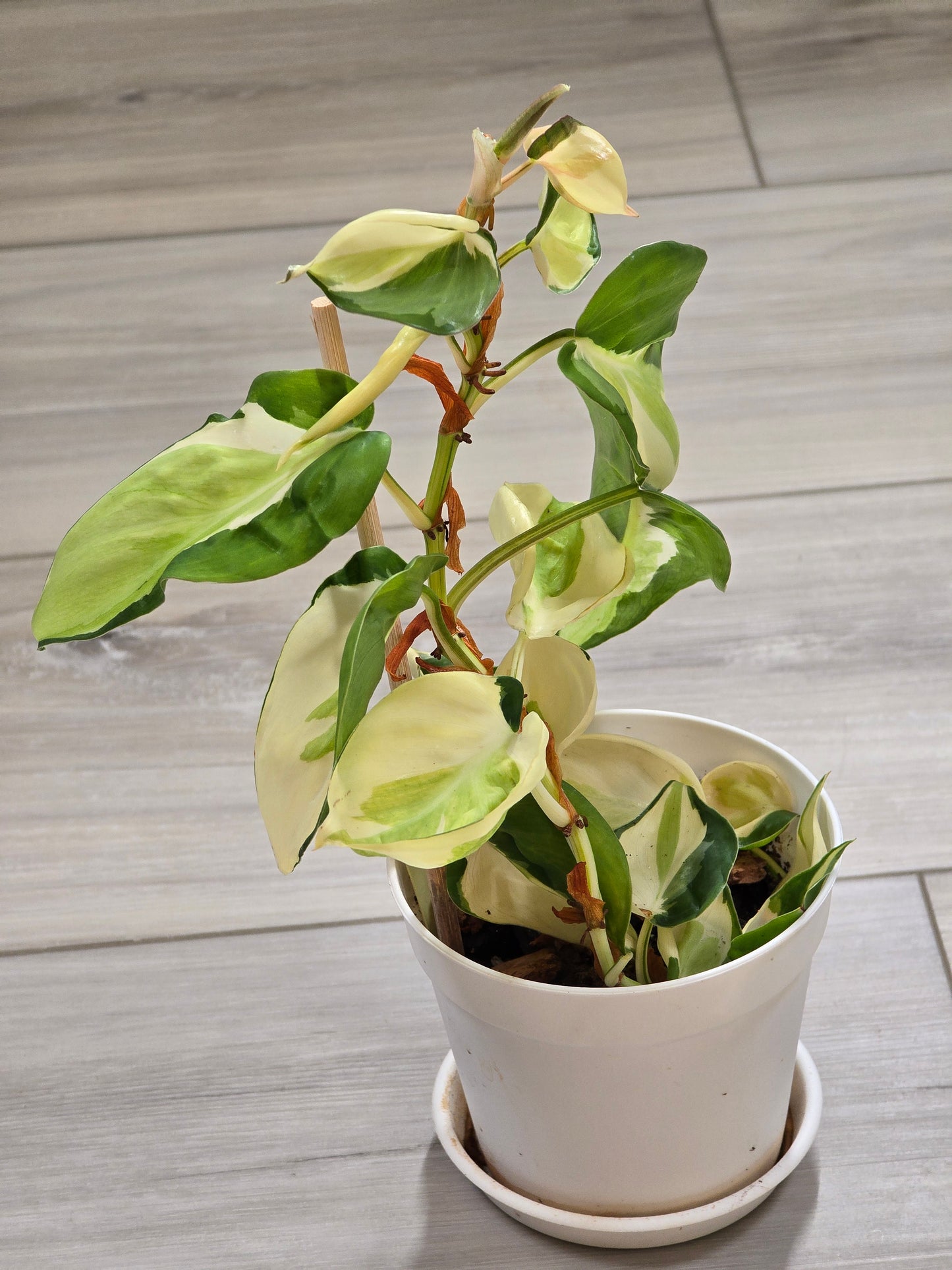 Philodendron Cream Splash #40
