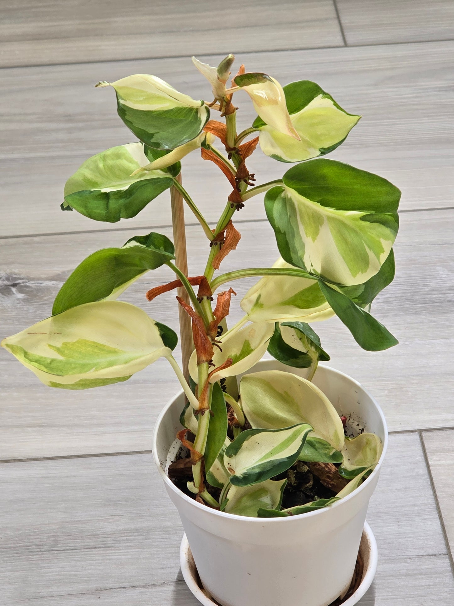 Philodendron Cream Splash #40