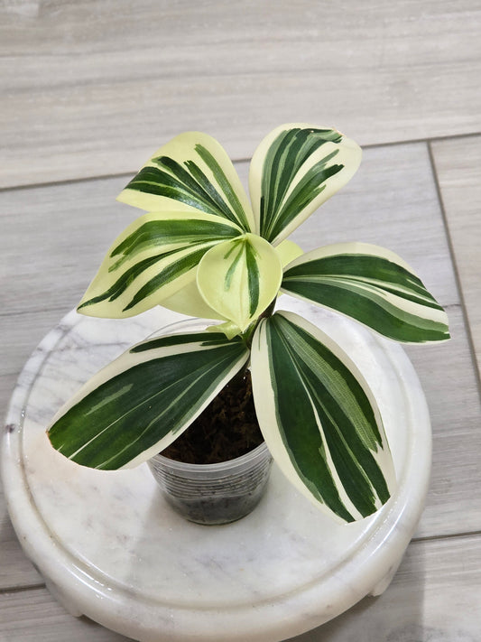 Spiral Ginger (Costus Arabicus Variegata)