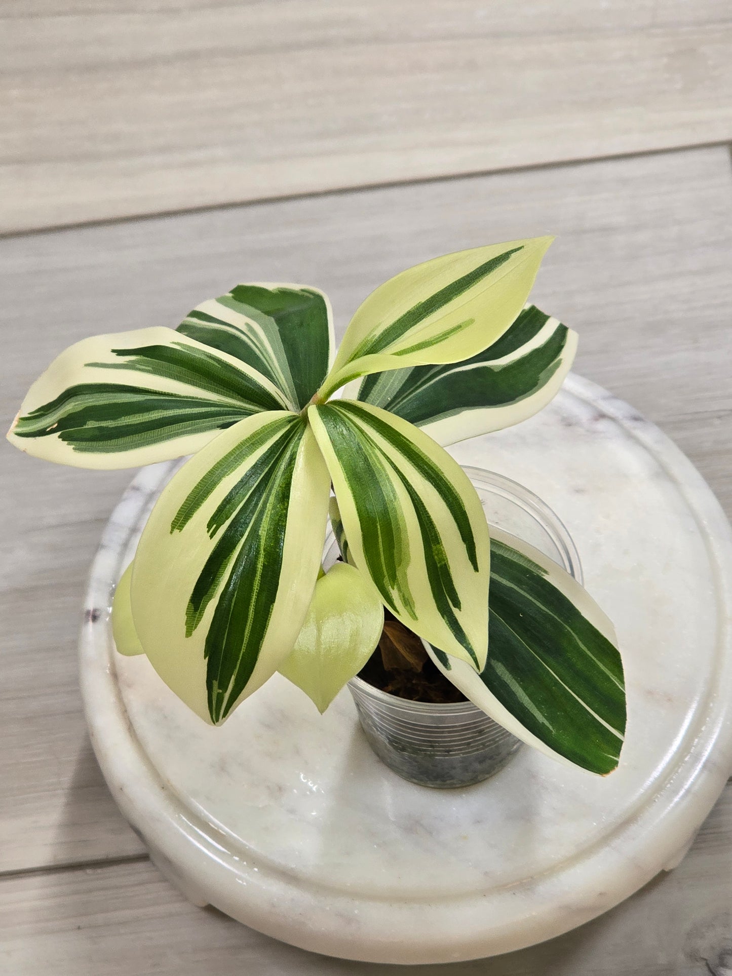 Spiral Ginger (Costus Arabicus Variegata)