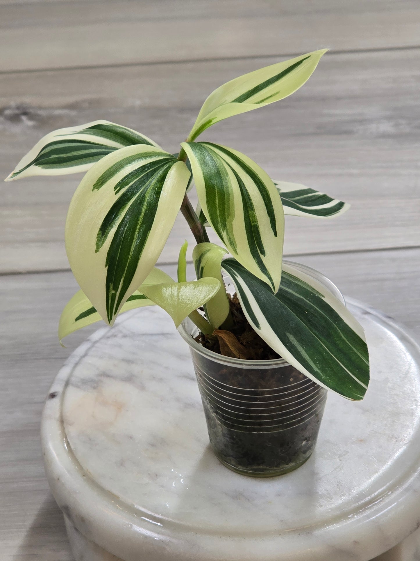 Spiral Ginger (Costus Arabicus Variegata)