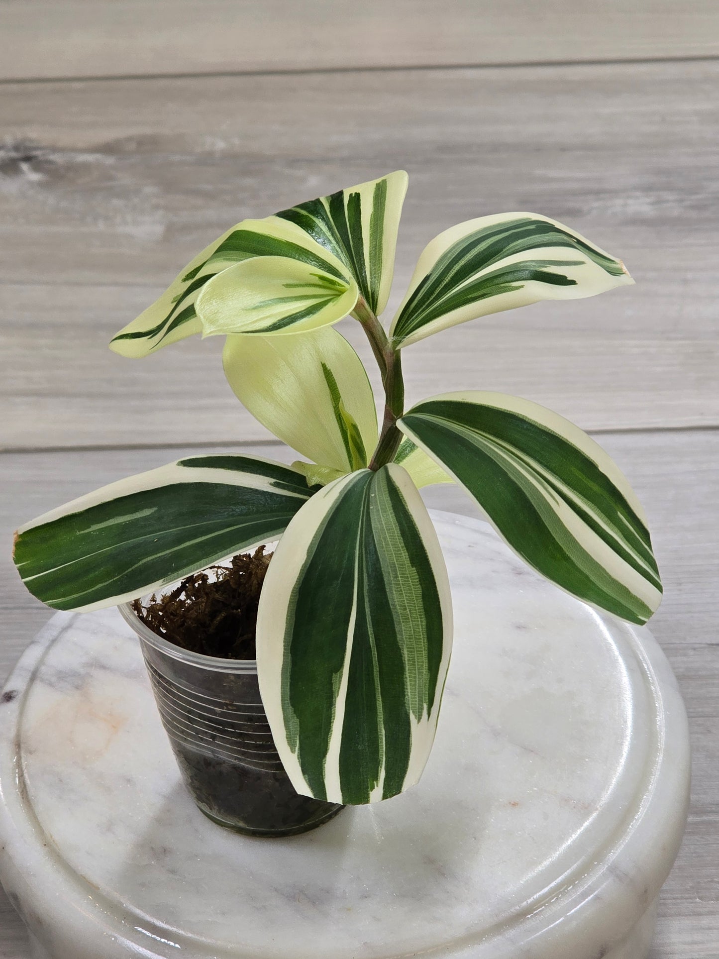 Spiral Ginger (Costus Arabicus Variegata)