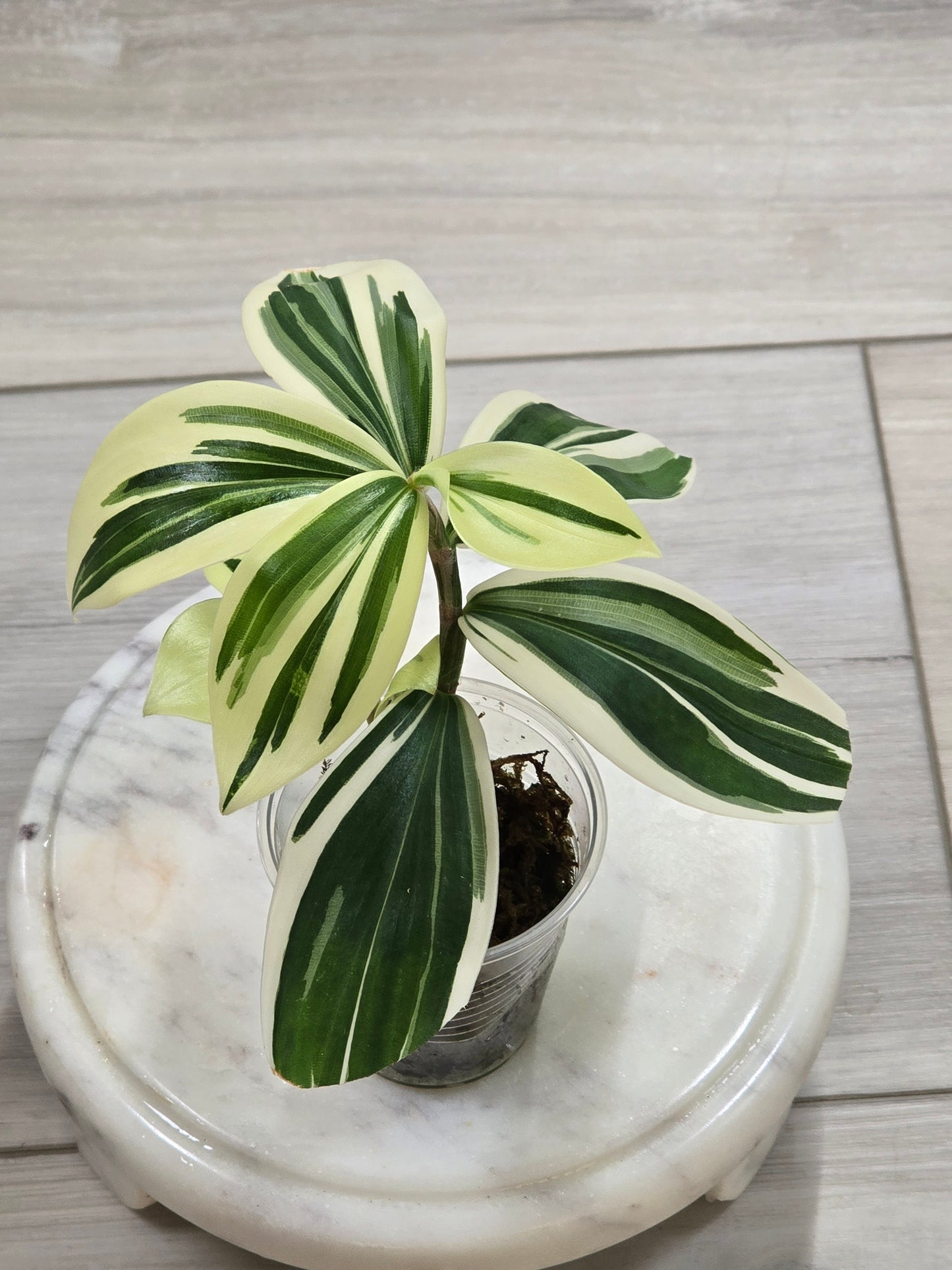 Spiral Ginger (Costus Arabicus Variegata)