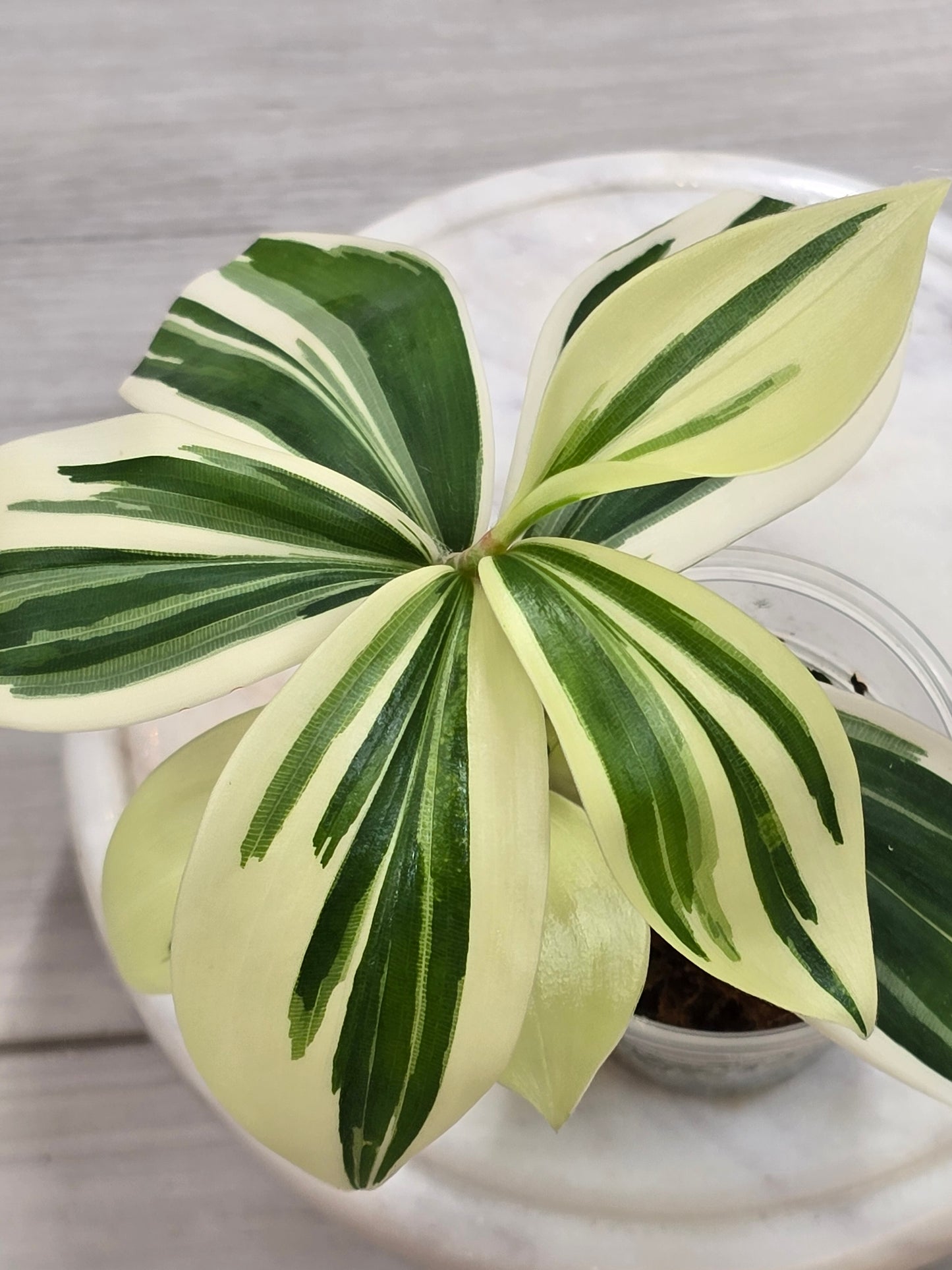 Spiral Ginger (Costus Arabicus Variegata)