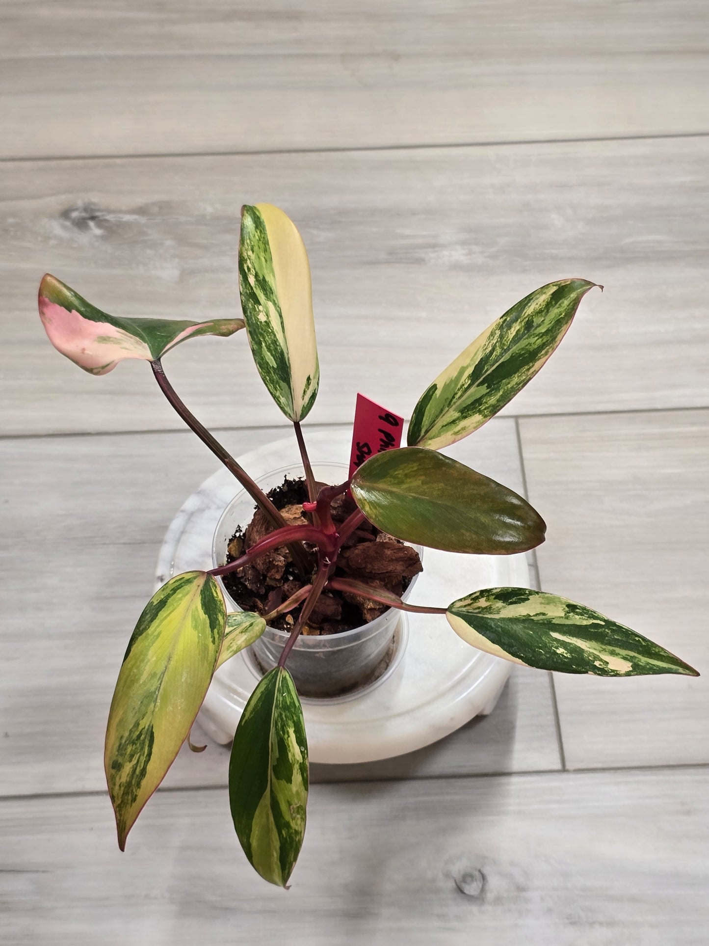 Philodendron Strawberry Shake #9