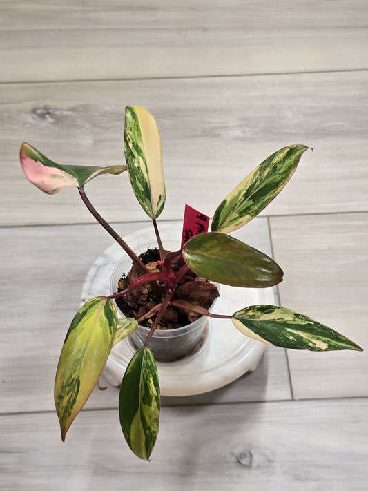Philodendron Strawberry Shake #9