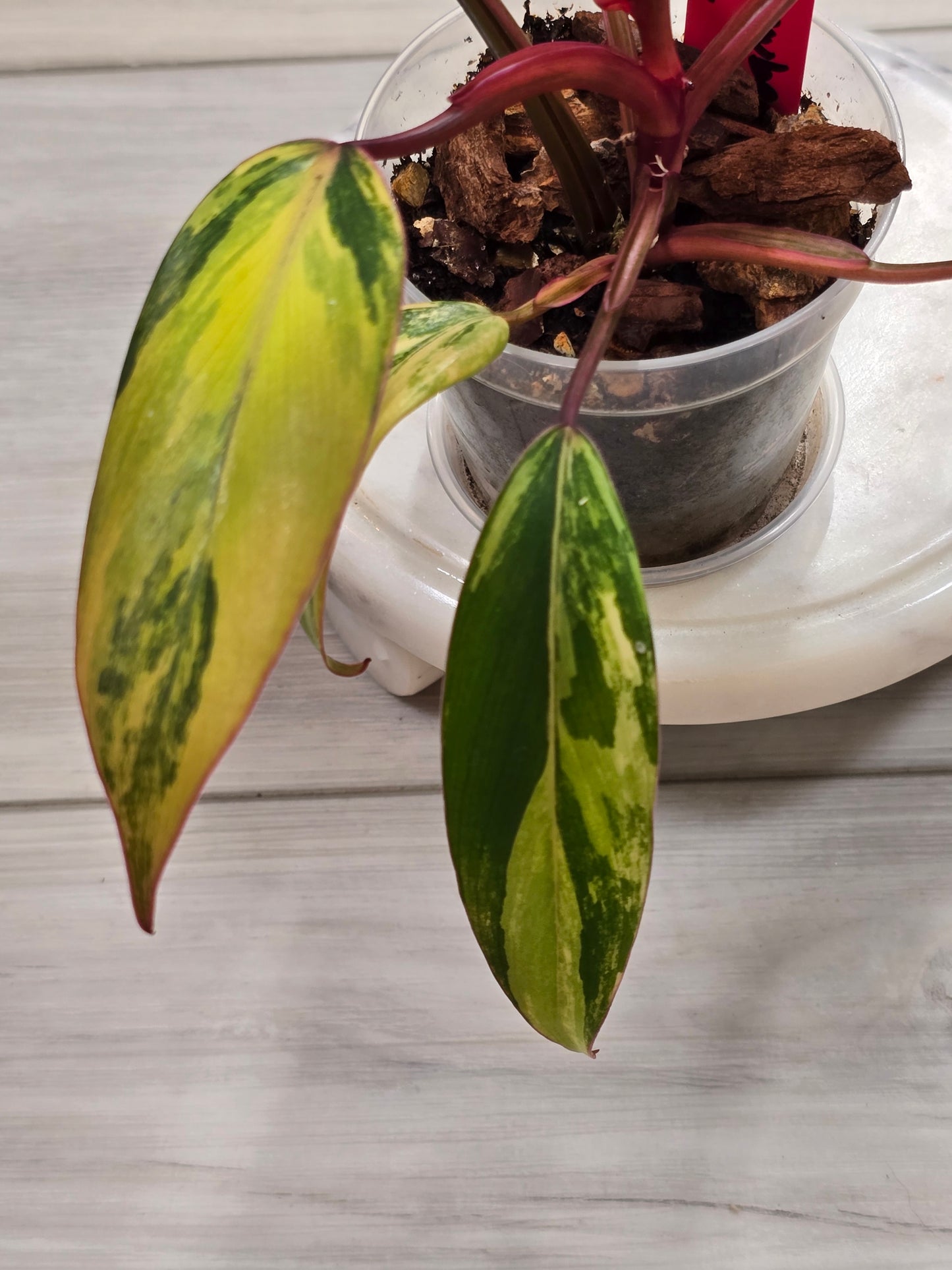 Philodendron Strawberry Shake #9