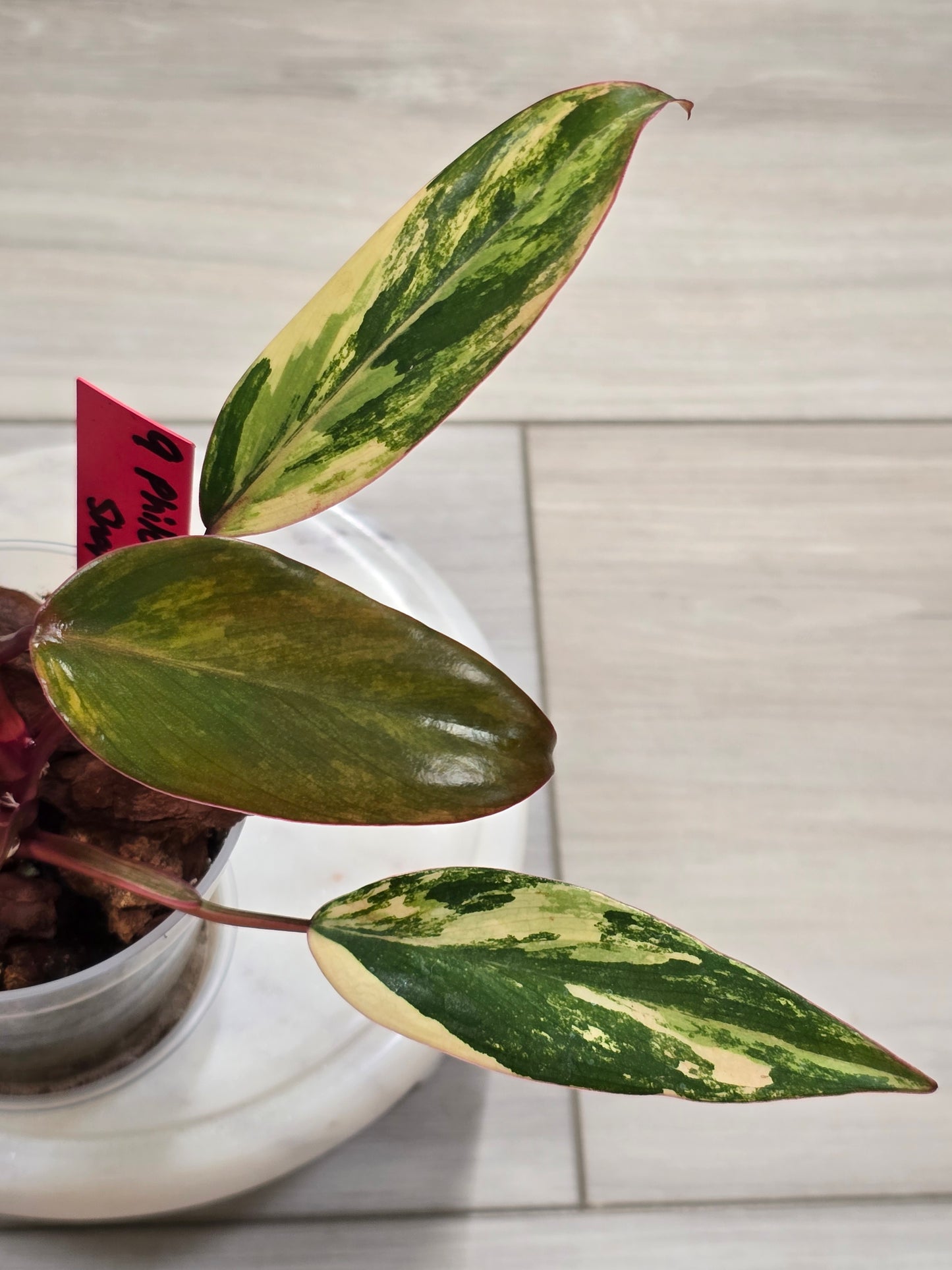 Philodendron Strawberry Shake #9