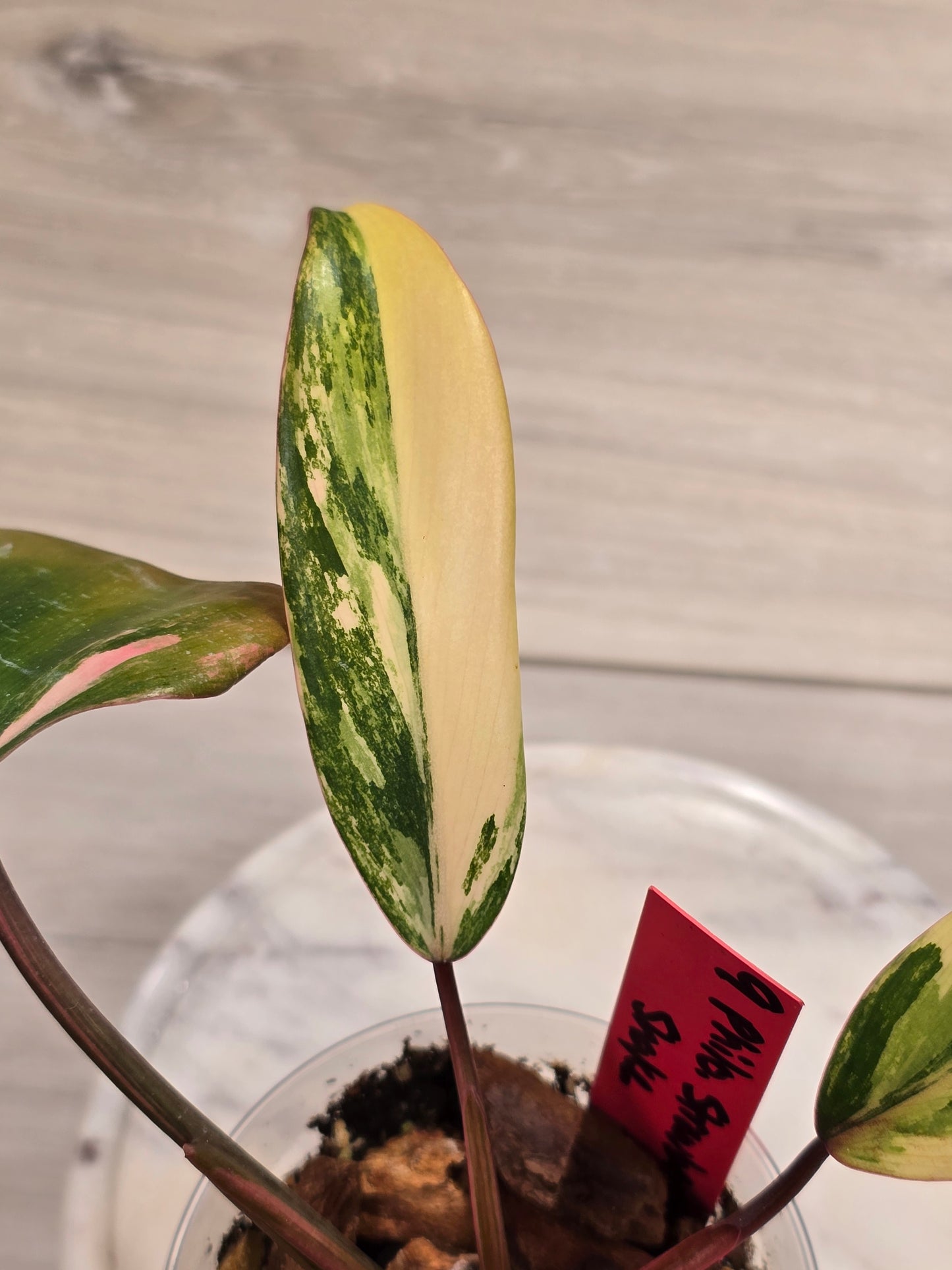 Philodendron Strawberry Shake #9