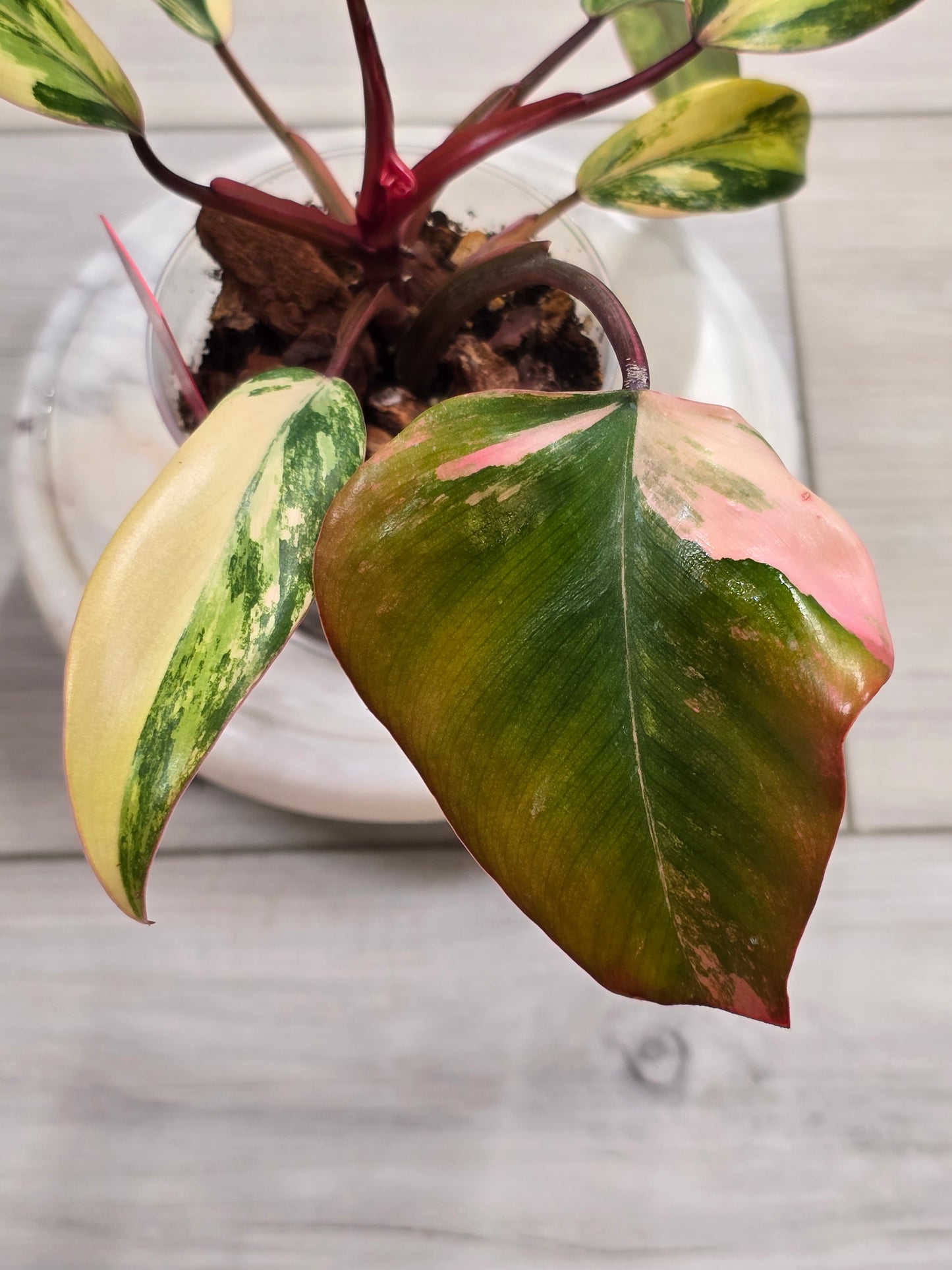 Philodendron Strawberry Shake #9