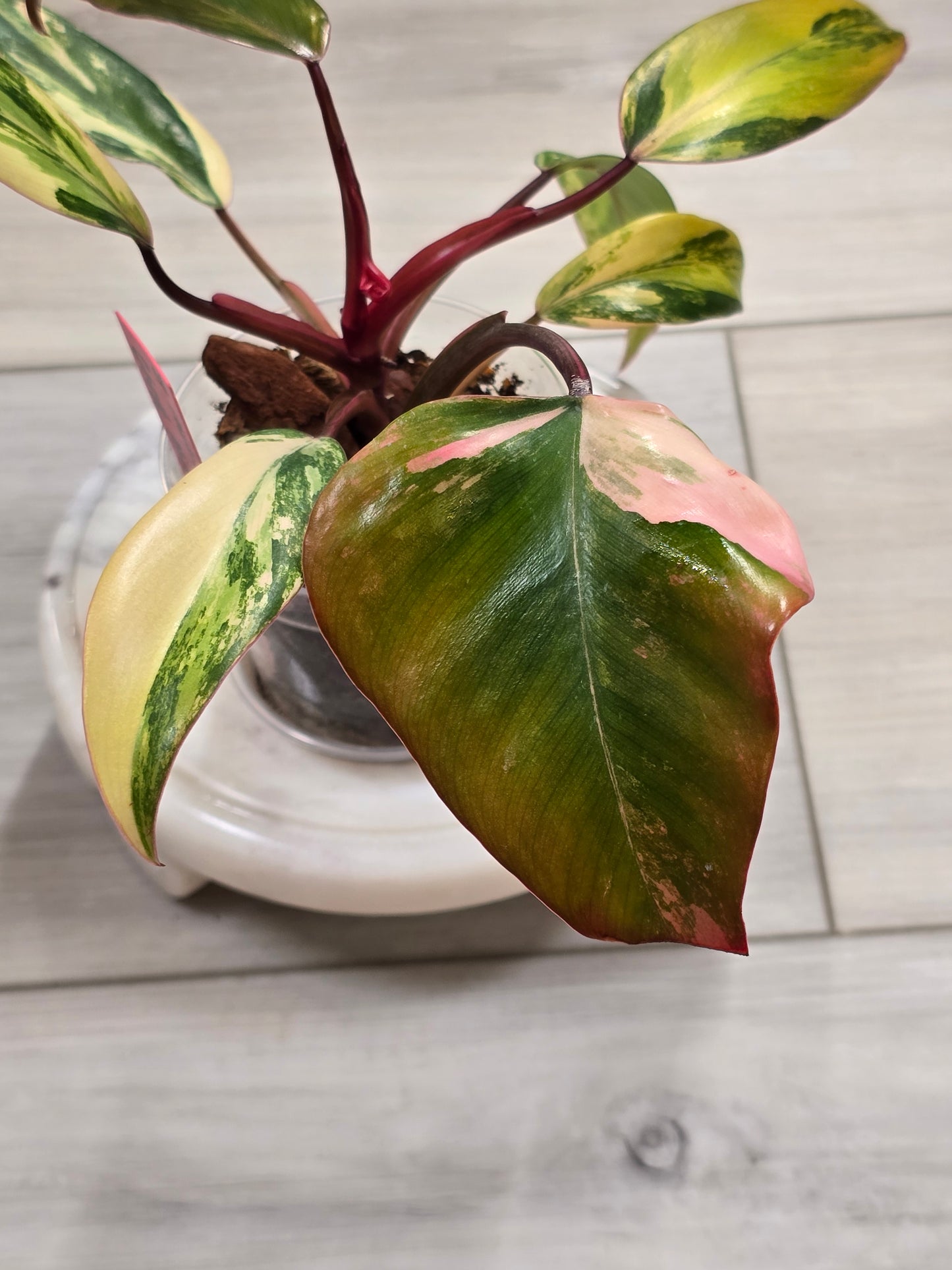 Philodendron Strawberry Shake #9